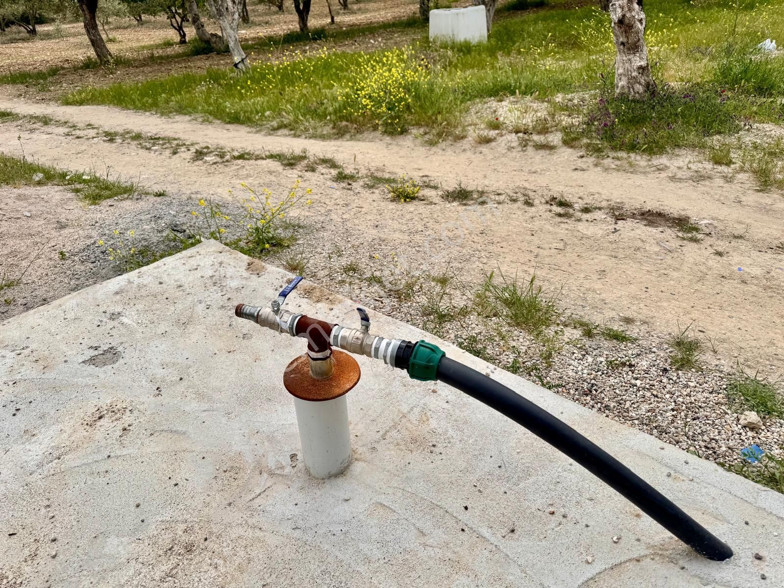 Manisa Kepenekli De 3.650 M2 Zeytinlik , 50 Adet Uslu Cinsi Ağaç - Görsel 4