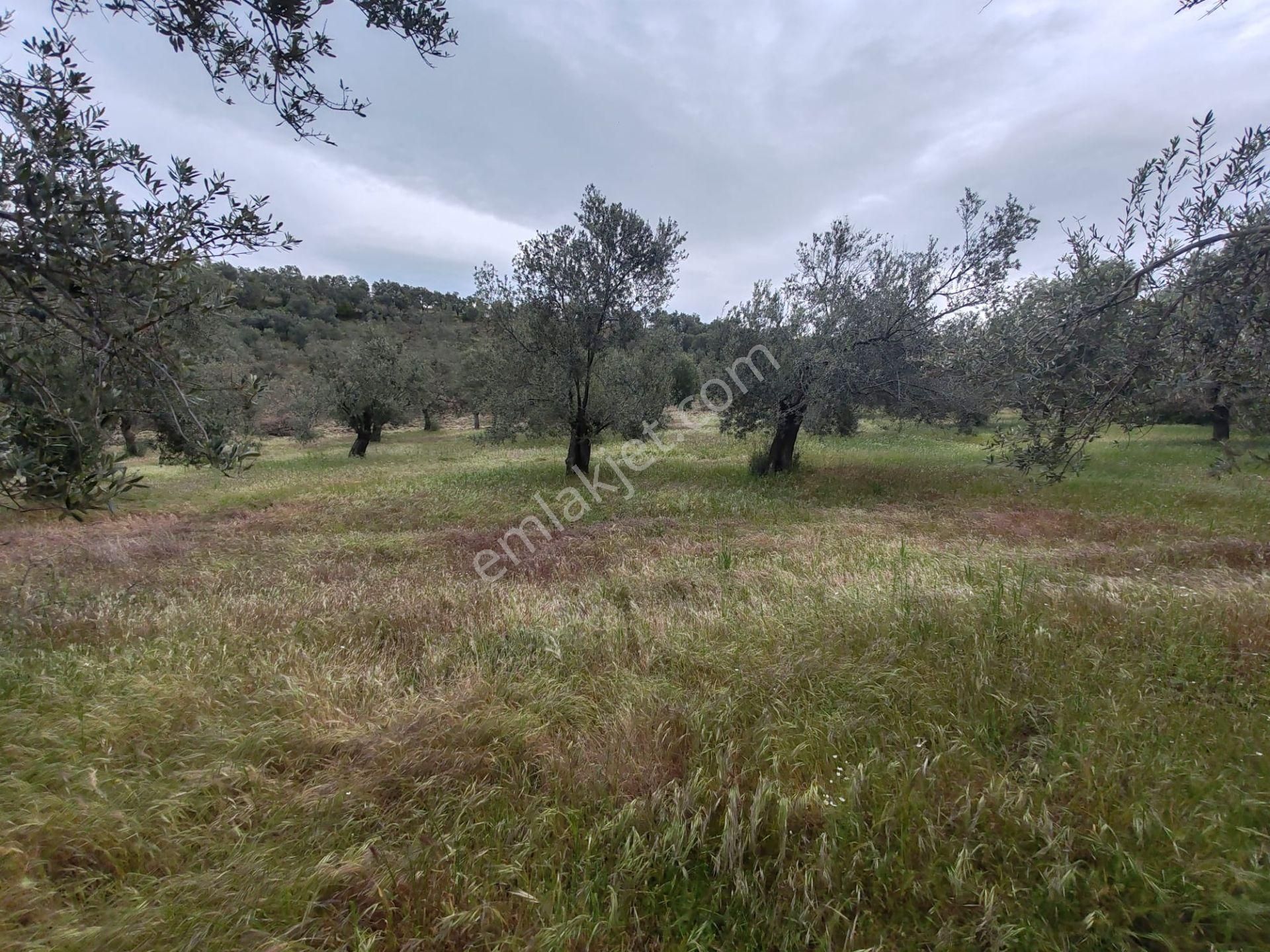 ▀▄artı'da Pelitköy Kadastro Yollu Satılık 14093 M2 Zeytinlik ▀▄ - Görsel 20