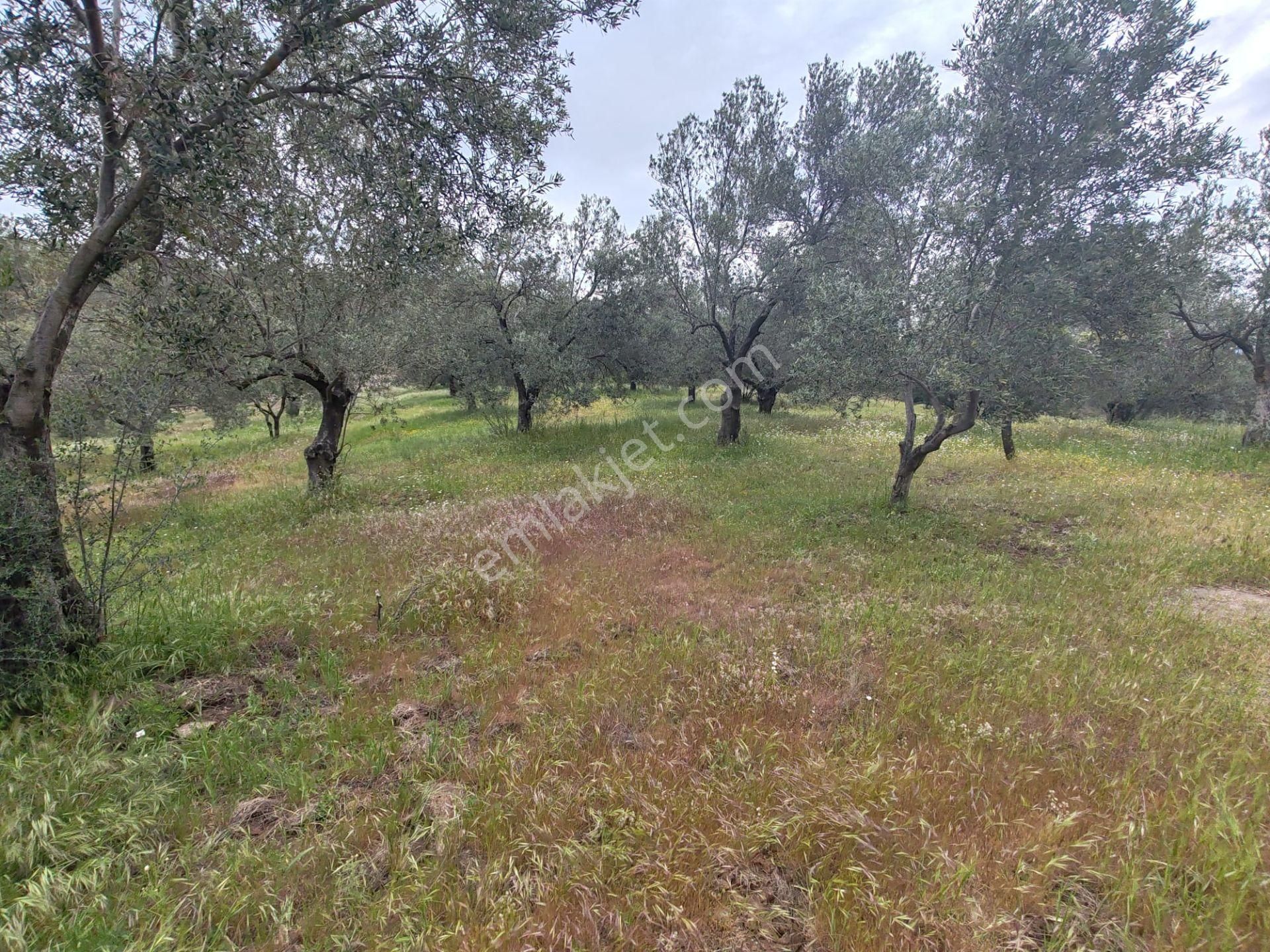 ▀▄artı'da Pelitköy Kadastro Yollu Satılık 14093 M2 Zeytinlik ▀▄ - Görsel 8