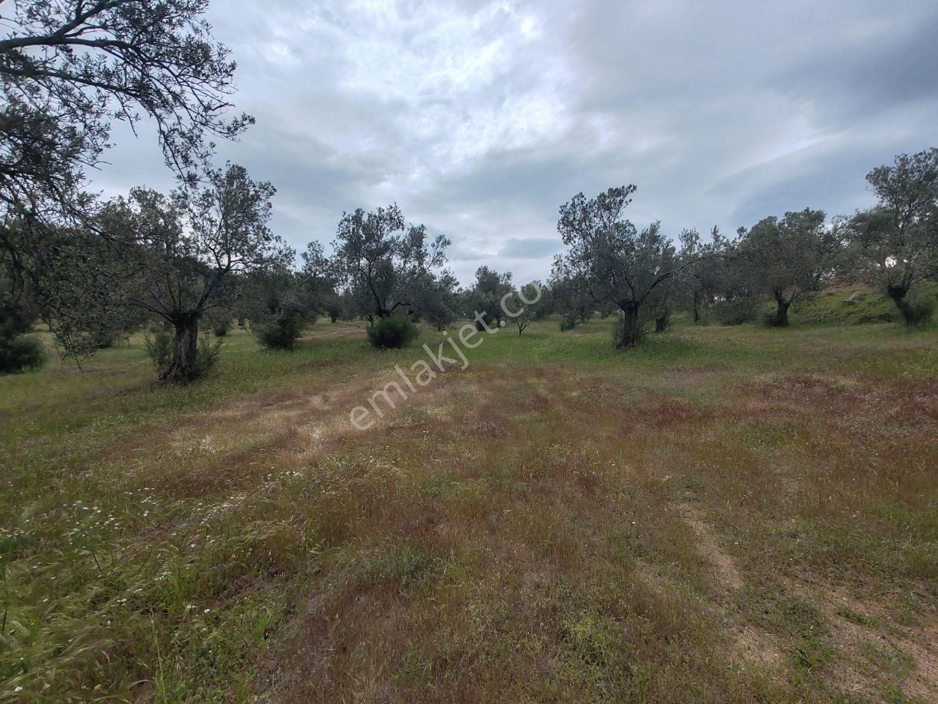 ▀▄artı'da Pelitköy Kadastro Yollu Satılık 14093 M2 Zeytinlik ▀▄ - Görsel 13