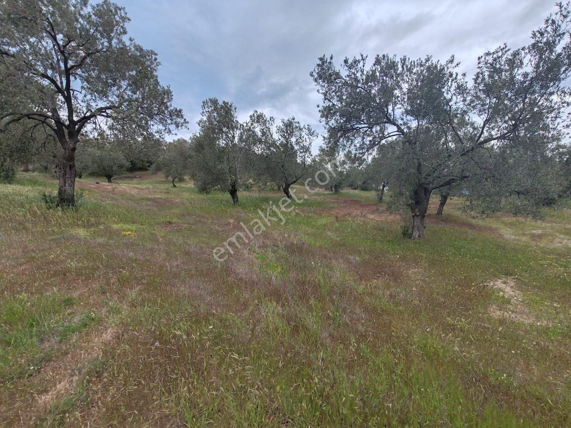 ▀▄artı'da Pelitköy Kadastro Yollu Satılık 14093 M2 Zeytinlik ▀▄