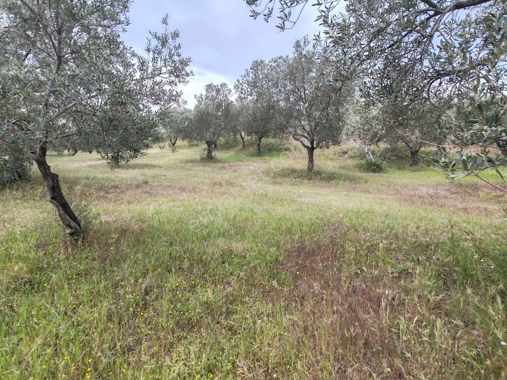 ▀▄artı'da Pelitköy Kadastro Yollu Satılık 14093 M2 Zeytinlik ▀▄ - Görsel 6