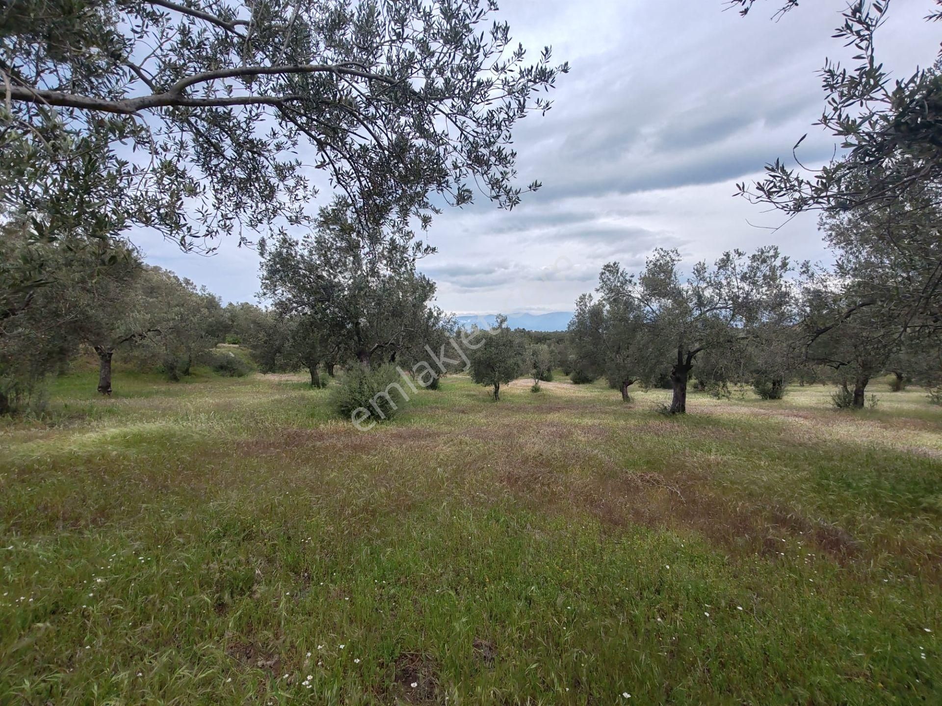 ▀▄artı'da Pelitköy Kadastro Yollu Satılık 14093 M2 Zeytinlik ▀▄ - Görsel 23