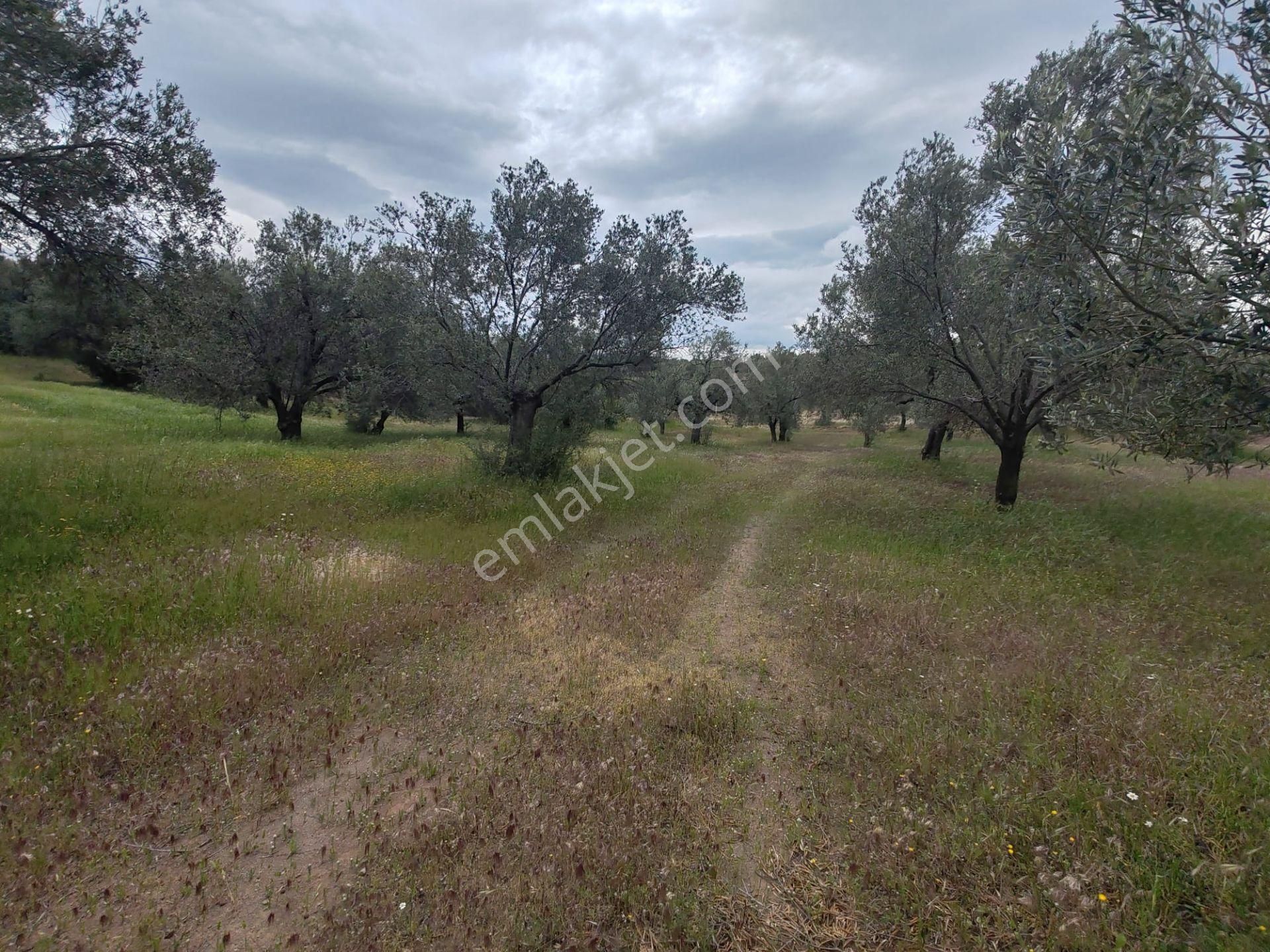 ▀▄artı'da Pelitköy Kadastro Yollu Satılık 14093 M2 Zeytinlik ▀▄ - Görsel 4