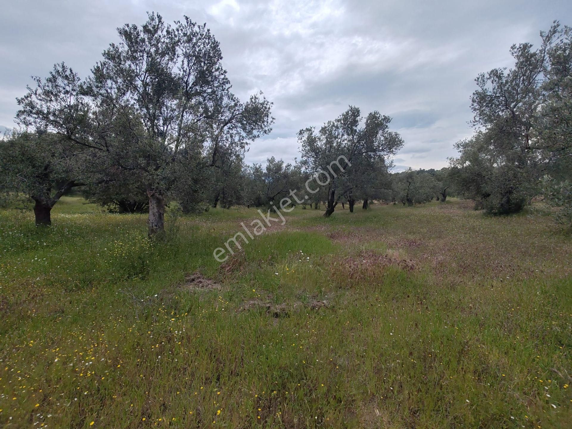 ▀▄artı'da Pelitköy Kadastro Yollu Satılık 14093 M2 Zeytinlik ▀▄ - Görsel 7