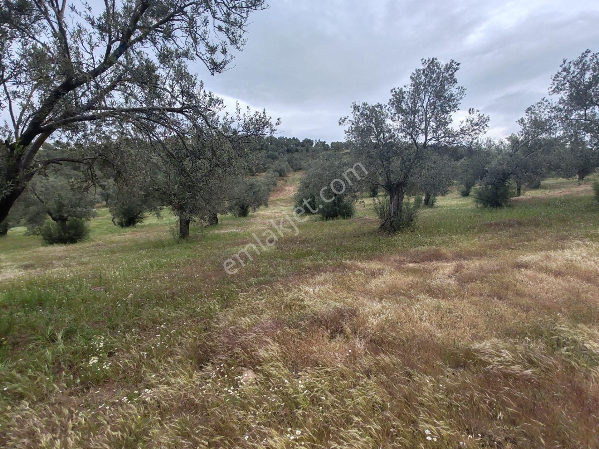 ▀▄artı'da Pelitköy Kadastro Yollu Satılık 14093 M2 Zeytinlik ▀▄ - Görsel 18