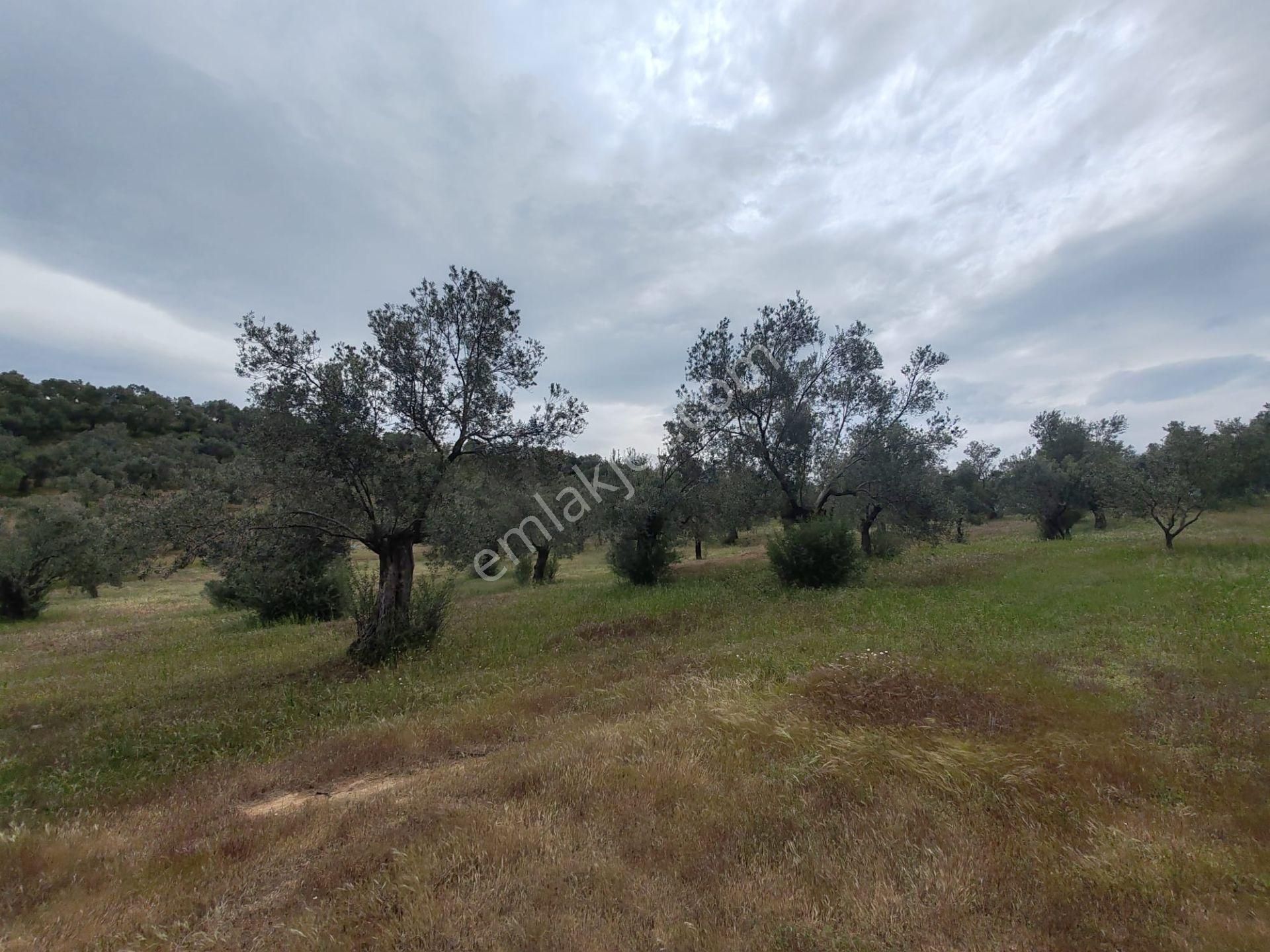 ▀▄artı'da Pelitköy Kadastro Yollu Satılık 14093 M2 Zeytinlik ▀▄ - Görsel 11