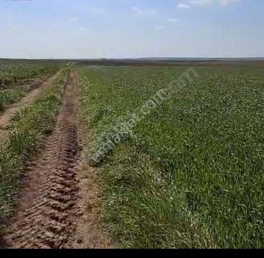 Tekirdağ Saray Yuvalı Köyü 445 M2 Çaplı Muvaffakatlı Parsel