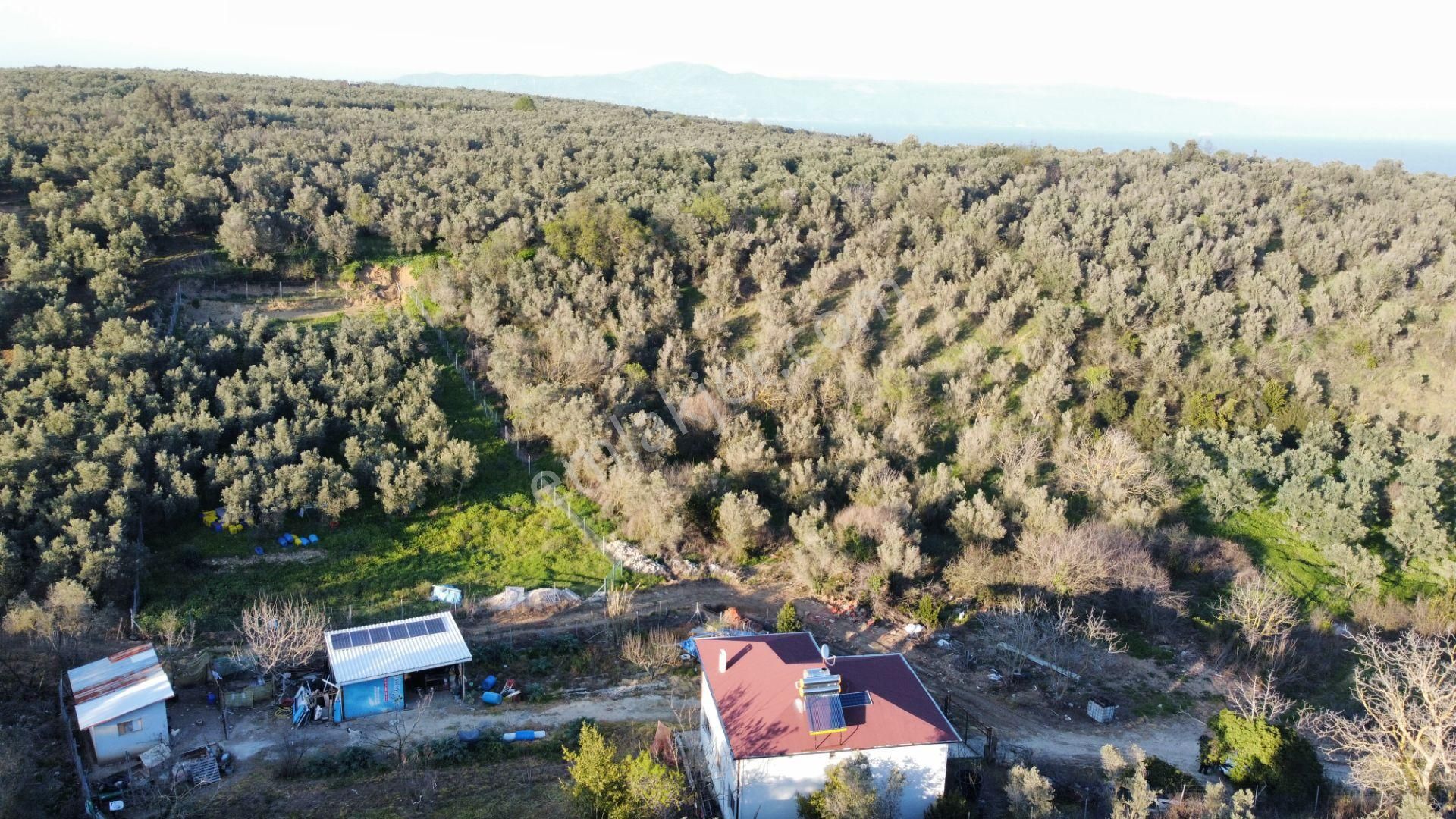 Sahibinden Trilye’de Kaçırılmaz Zeytinlik Fırsatı!