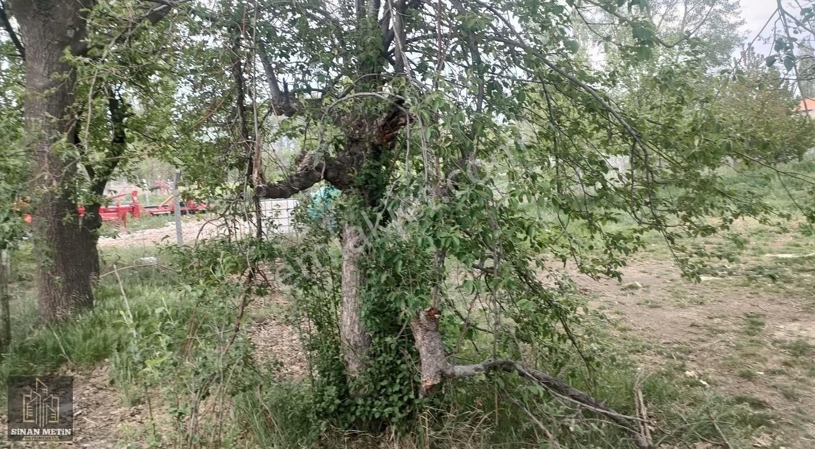 Çumra Küçüköyde Müstakil Tapu Bağ Arazisi - Görsel 6