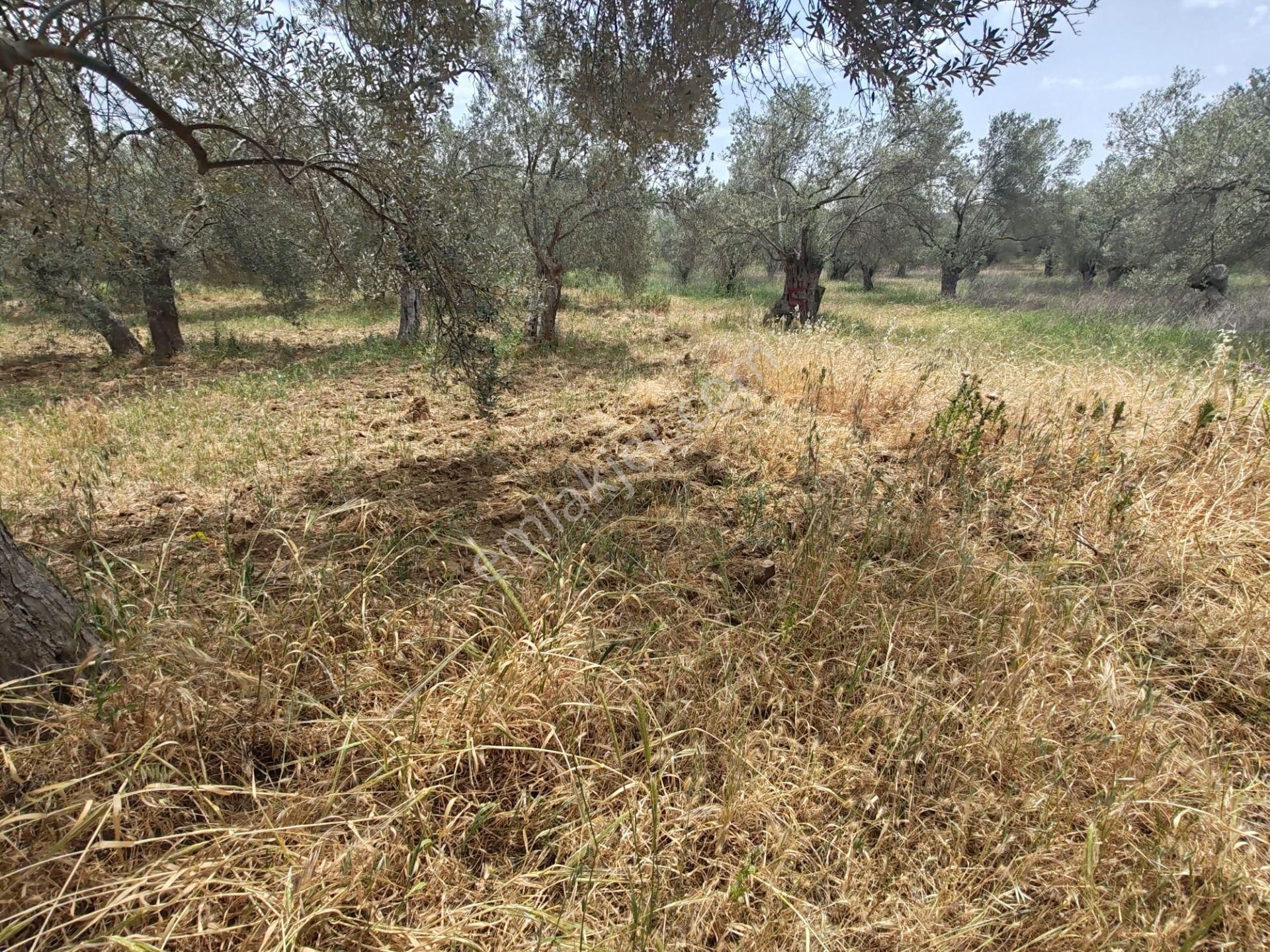 ▀▄artı'dan Pelitköy'de Kadastro Yollu Satılık 9688 M2 Zeytinlik ▀▄ - Görsel 14