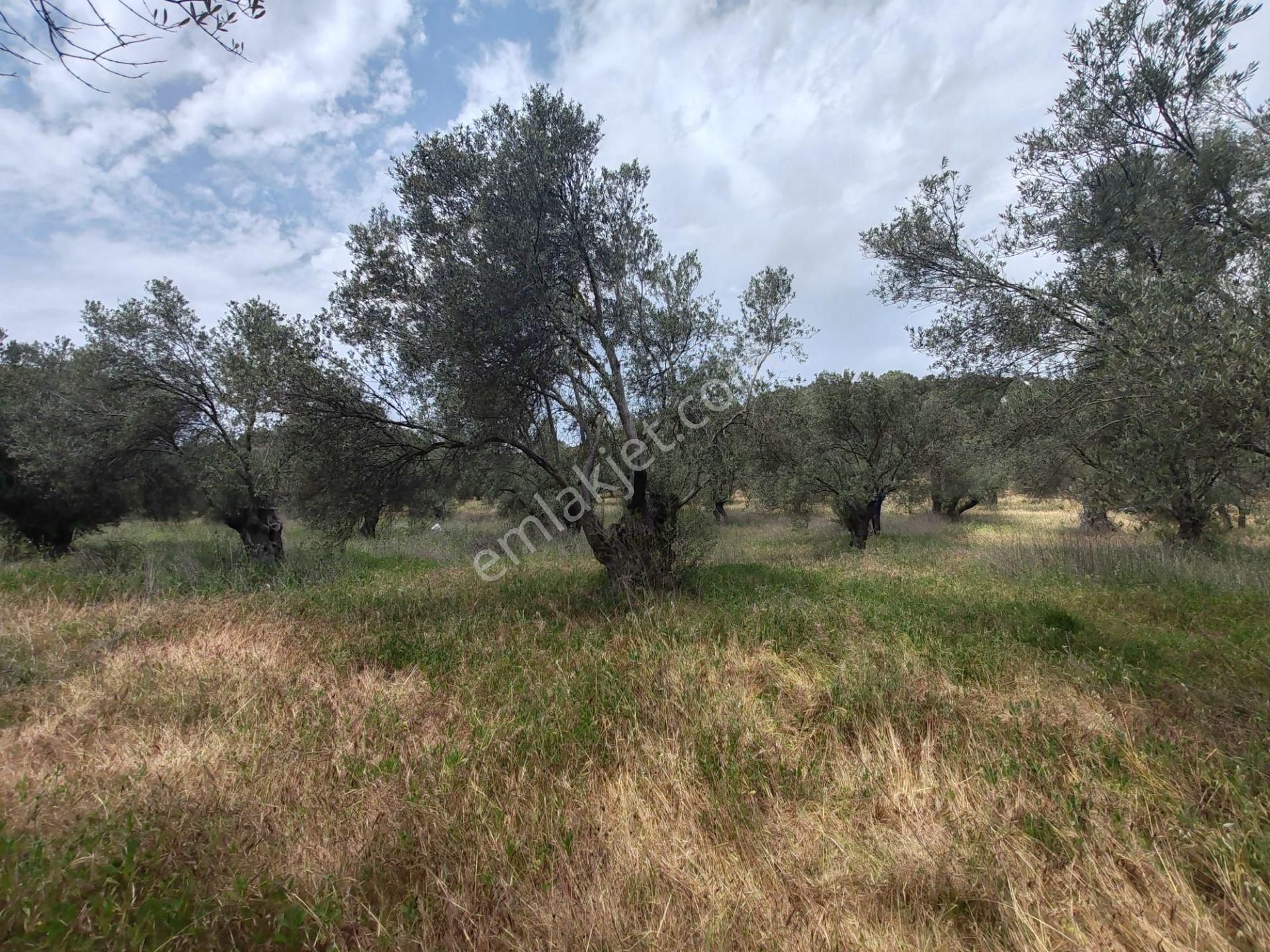 ▀▄artı'dan Pelitköy'de Kadastro Yollu Satılık 9688 M2 Zeytinlik ▀▄ - Görsel 2
