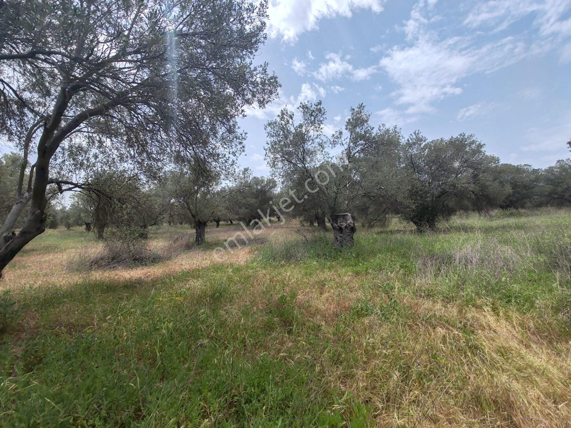 ▀▄artı'da Pelitköy'de Kadastro Yollu Satılık 9688 M2 Zeytinlik ▀▄