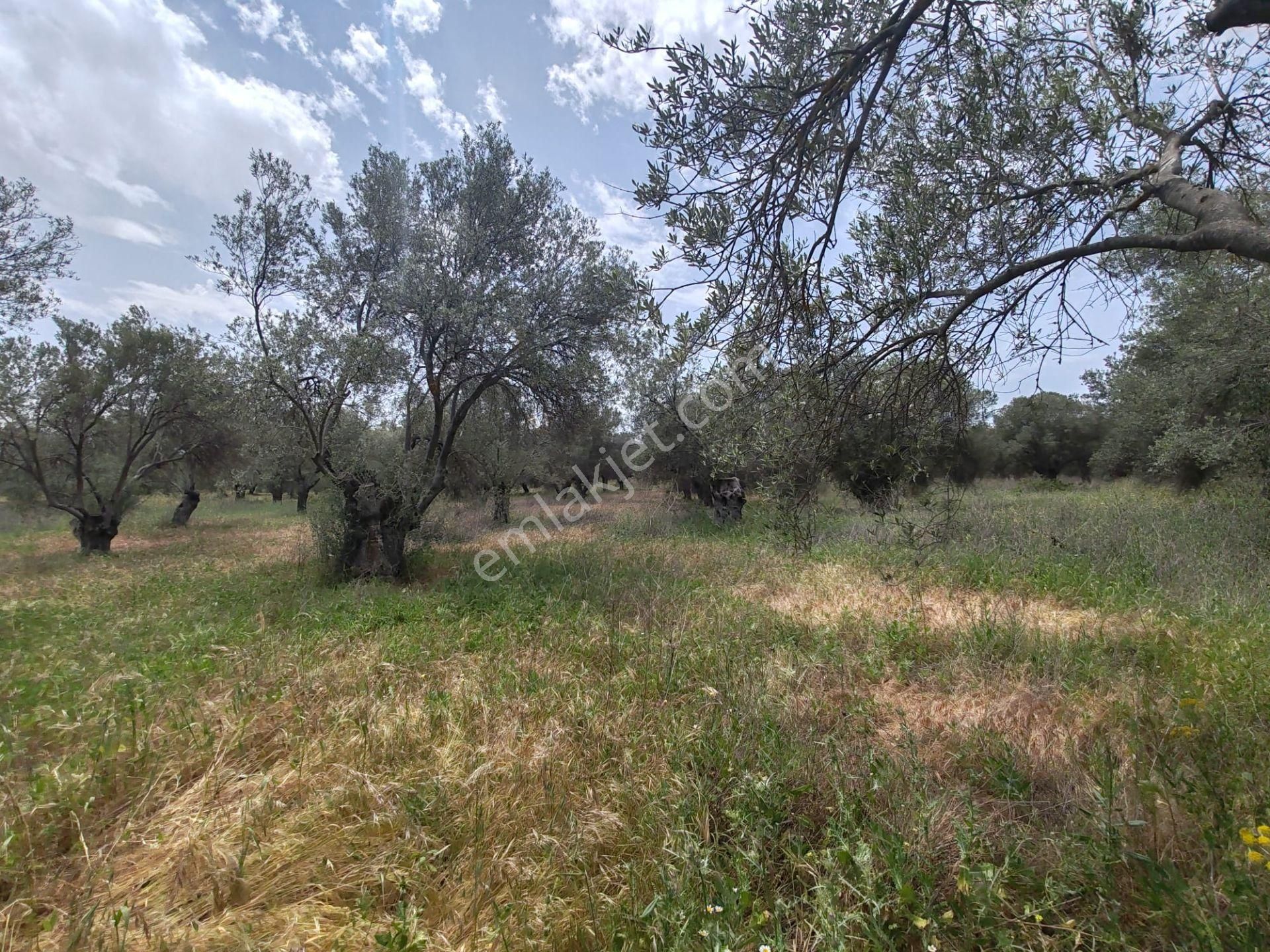 ▀▄artı'dan Pelitköy'de Kadastro Yollu Satılık 9688 M2 Zeytinlik ▀▄ - Görsel 7