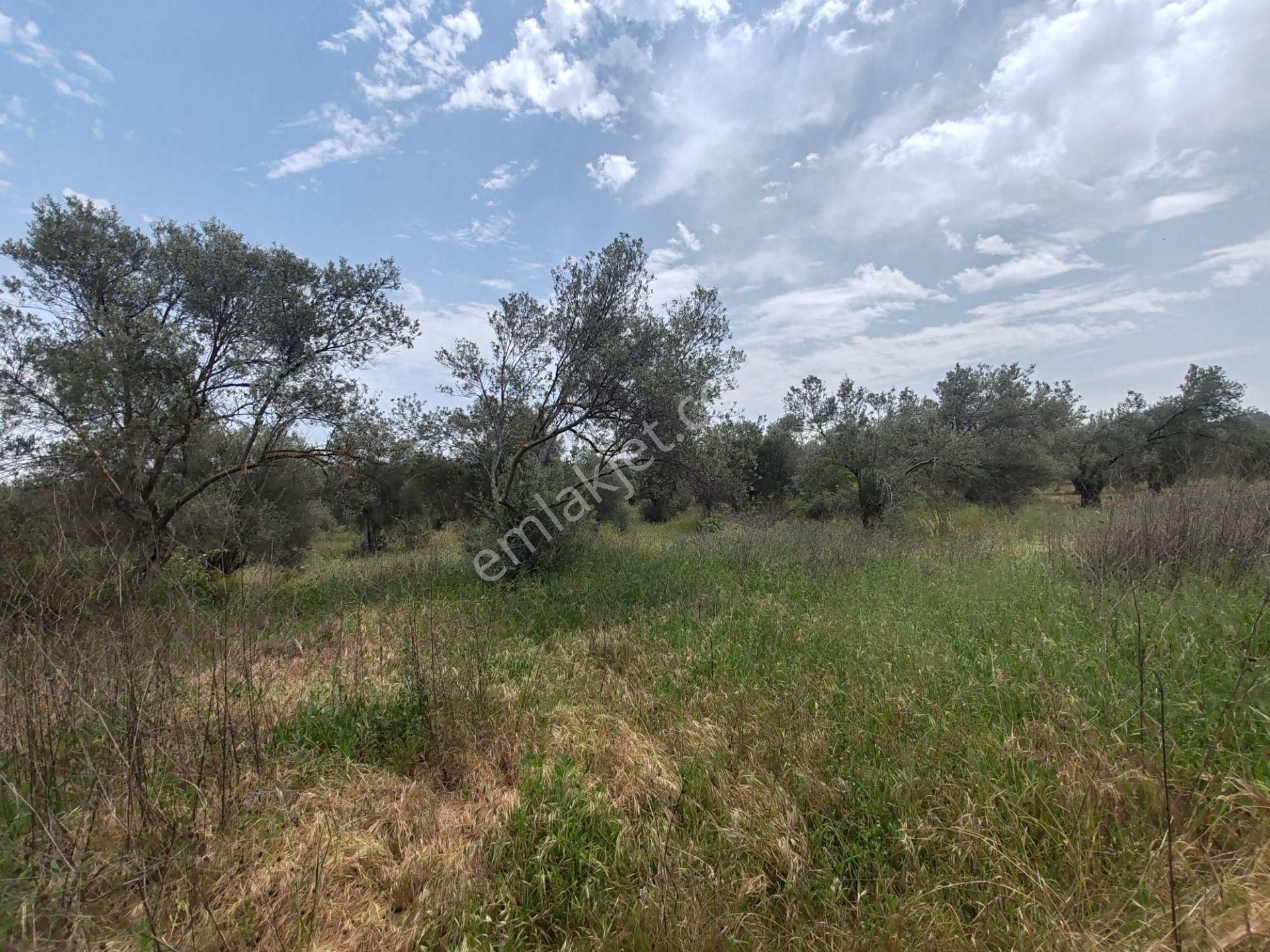 ▀▄artı'dan Pelitköy'de Kadastro Yollu Satılık 9688 M2 Zeytinlik ▀▄ - Görsel 4