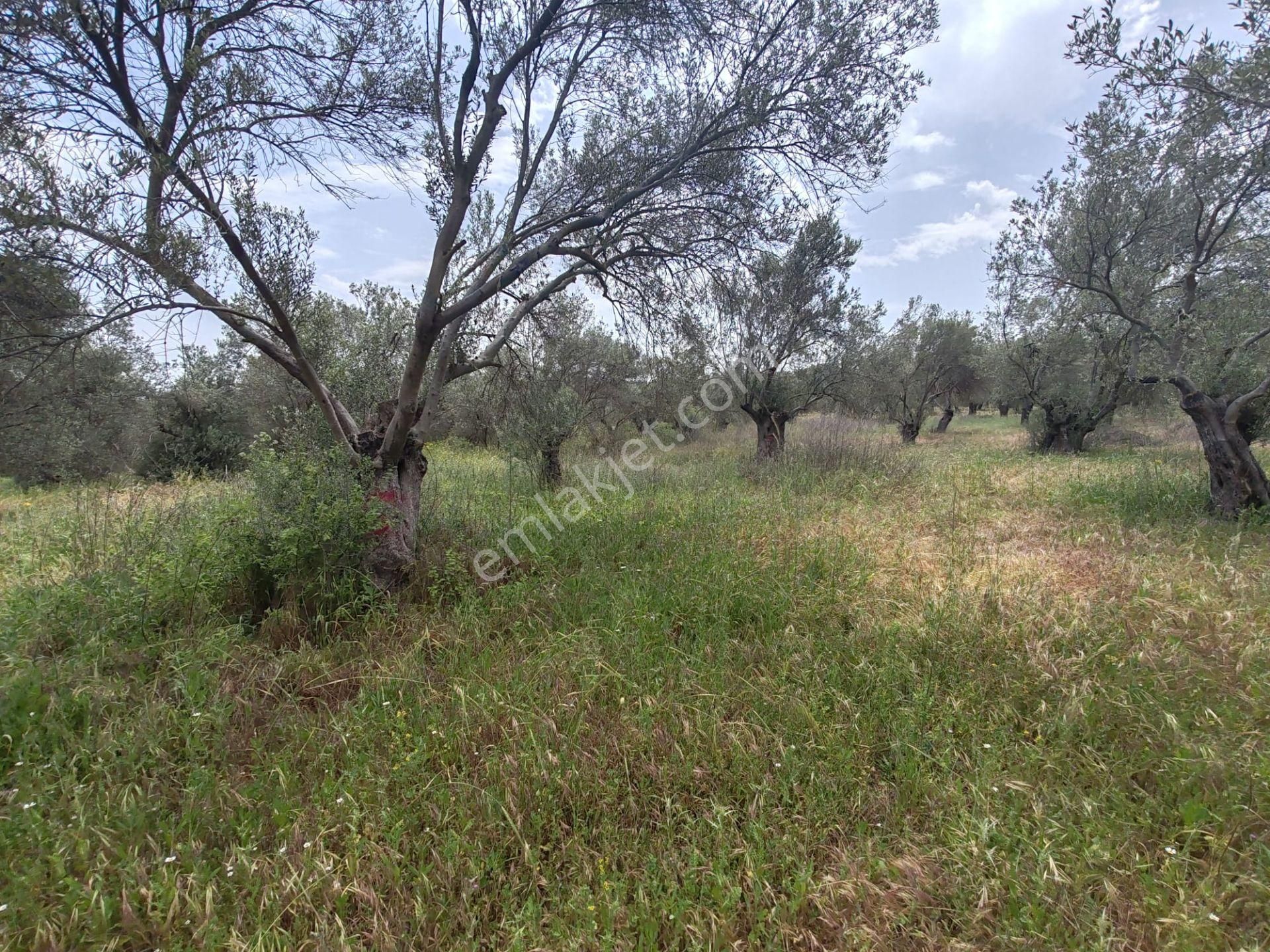 ▀▄artı'dan Pelitköy'de Kadastro Yollu Satılık 9688 M2 Zeytinlik ▀▄ - Görsel 10