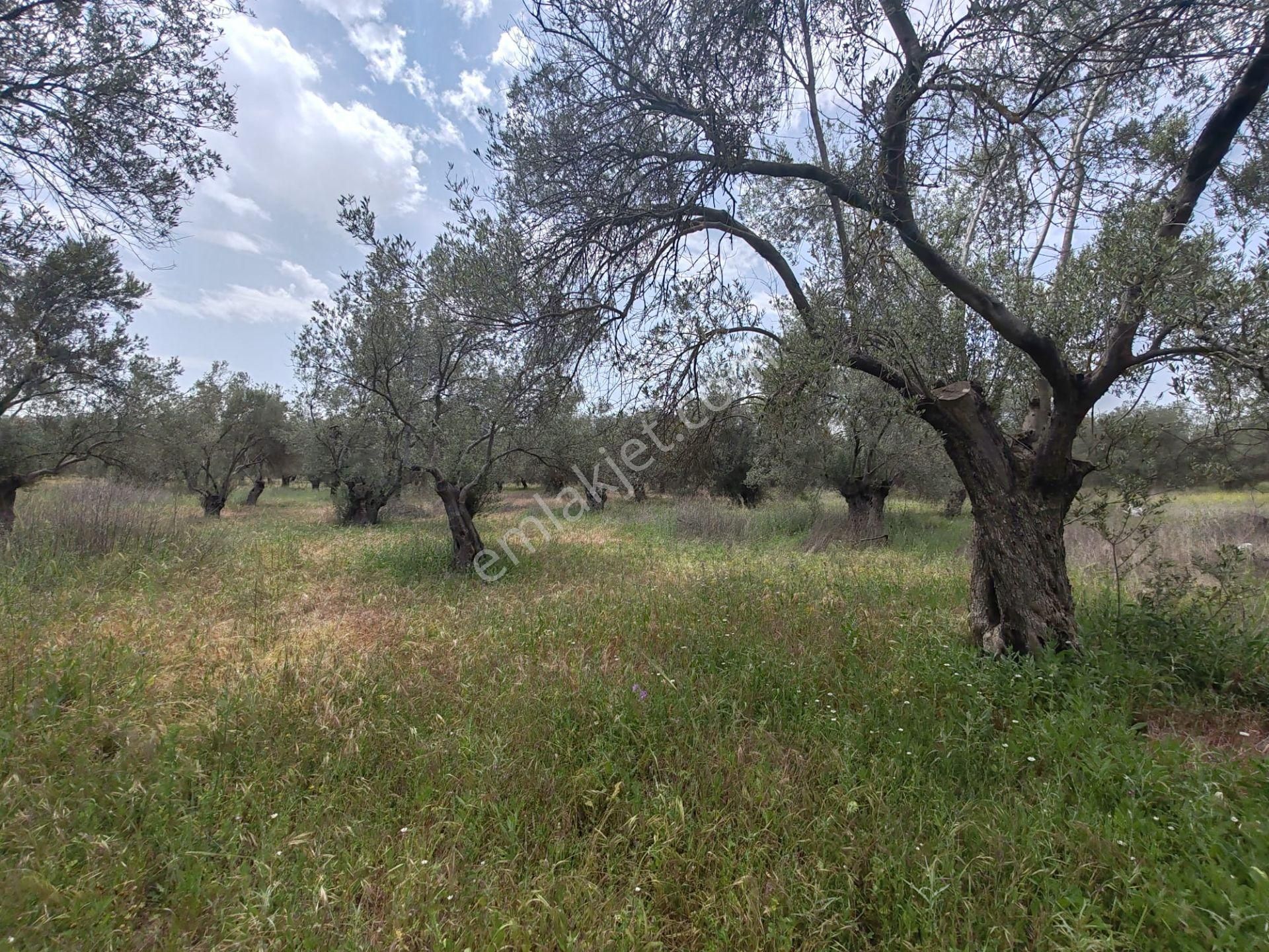 ▀▄artı'dan Pelitköy'de Kadastro Yollu Satılık 9688 M2 Zeytinlik ▀▄ - Görsel 11