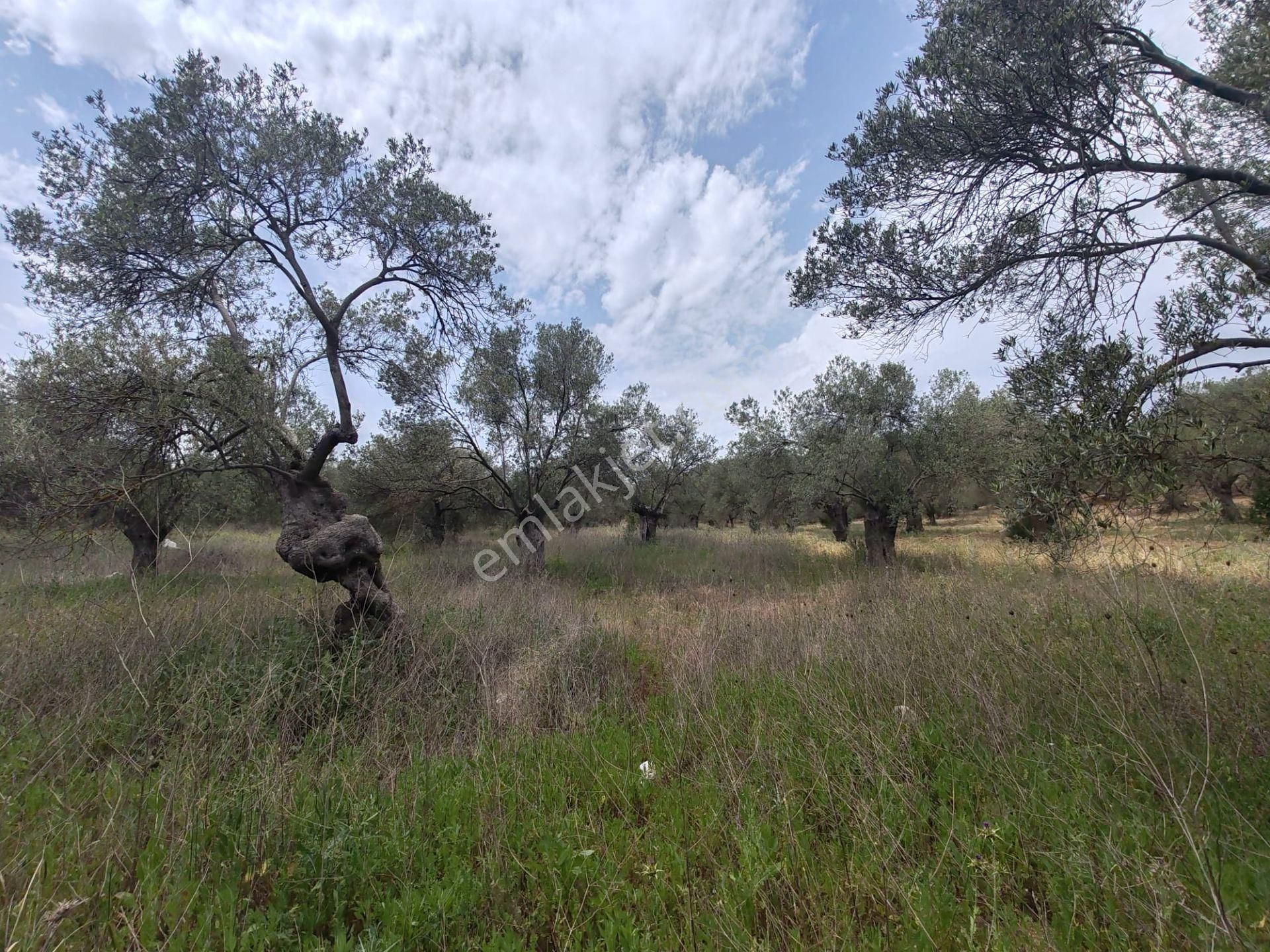 ▀▄artı'dan Pelitköy'de Kadastro Yollu Satılık 9688 M2 Zeytinlik ▀▄ - Görsel 17
