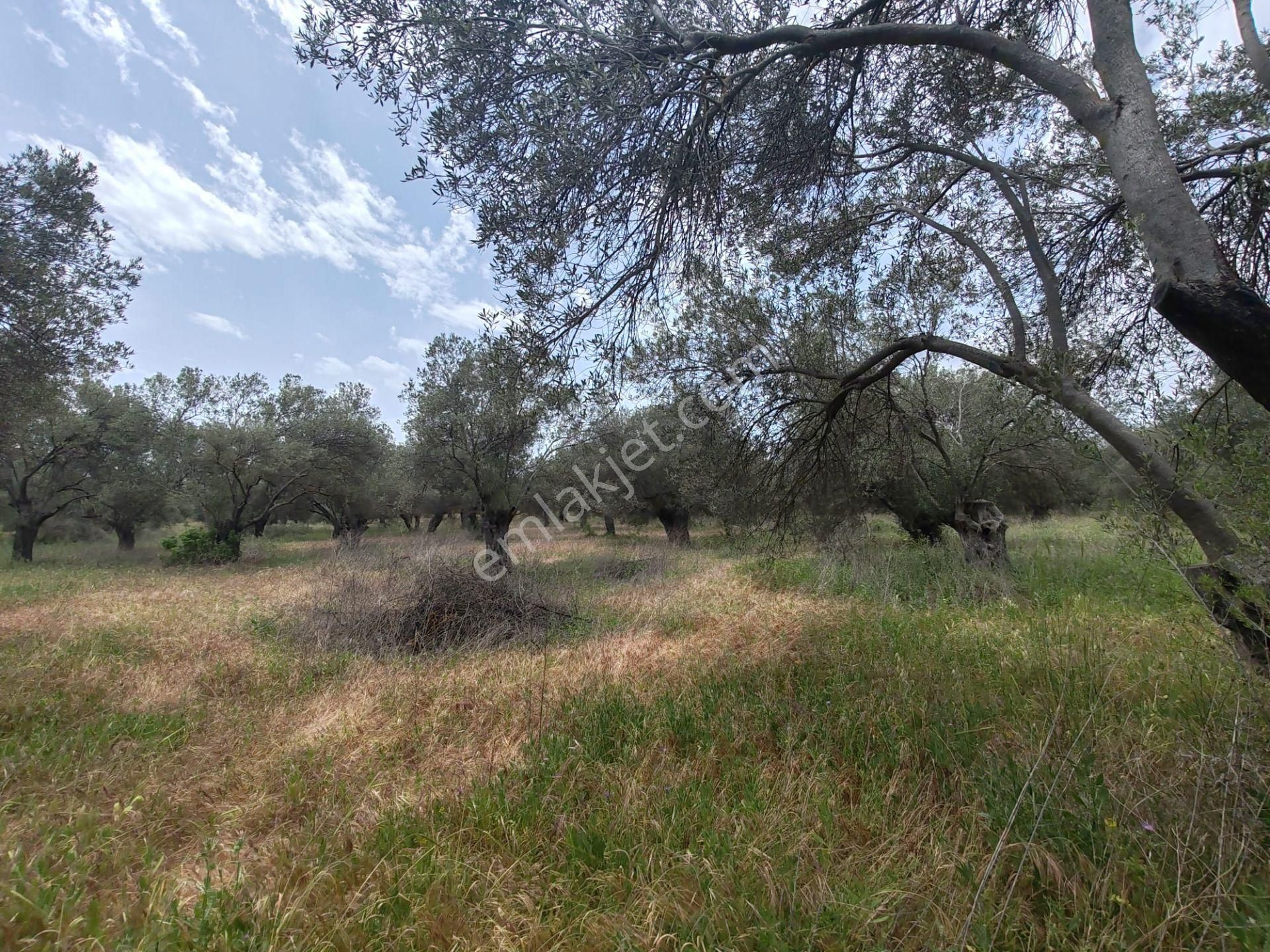 ▀▄artı'dan Pelitköy'de Kadastro Yollu Satılık 9688 M2 Zeytinlik ▀▄ - Görsel 9