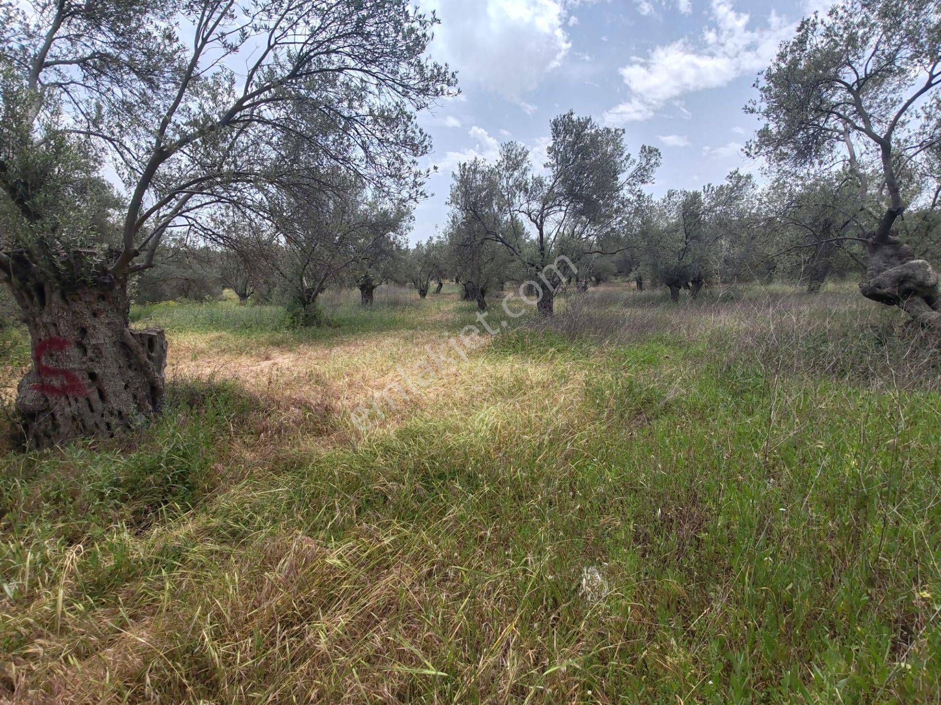 ▀▄artı'dan Pelitköy'de Kadastro Yollu Satılık 9688 M2 Zeytinlik ▀▄ - Görsel 13