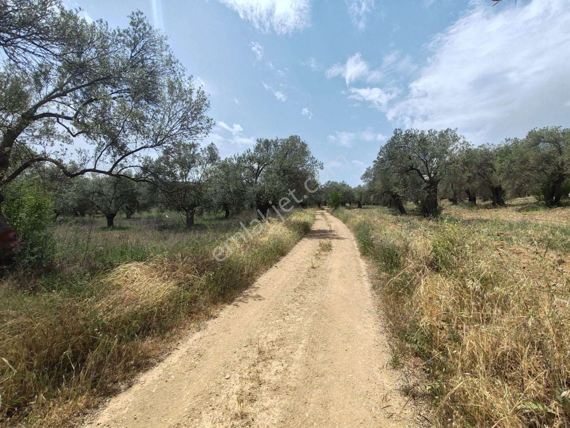 ▀▄artı'dan Pelitköy'de Kadastro Yollu Satılık 9688 M2 Zeytinlik ▀▄ - Görsel 15