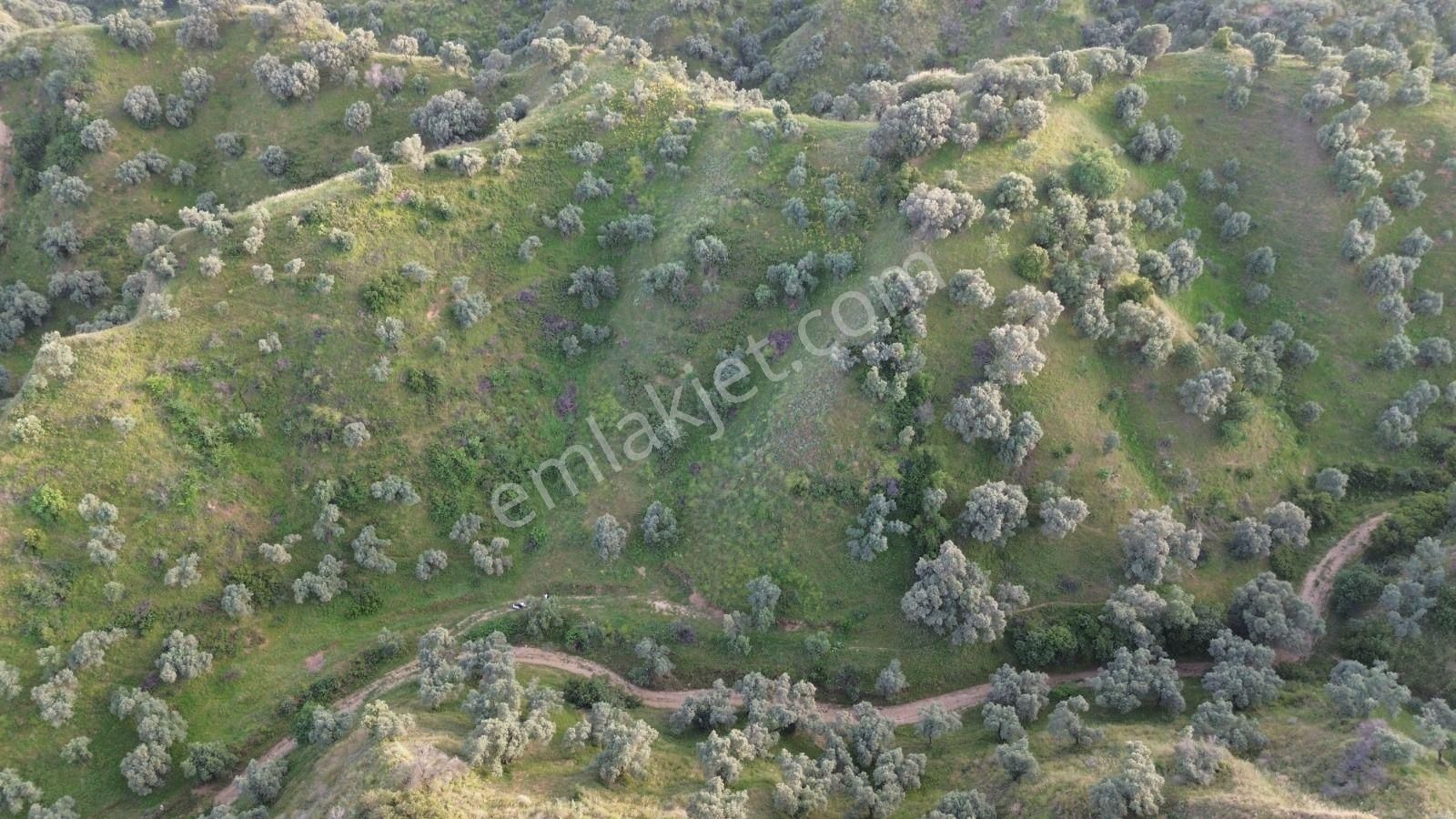 Gültekin Emlaktan Satılık Fırsat Zeytinlik