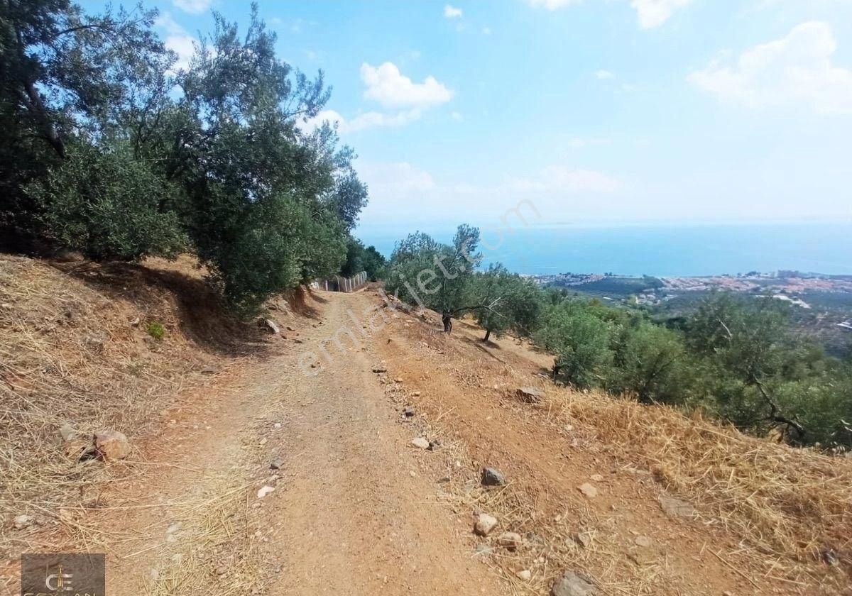Altınolukta Panaromik Zeytinlik - Görsel 7