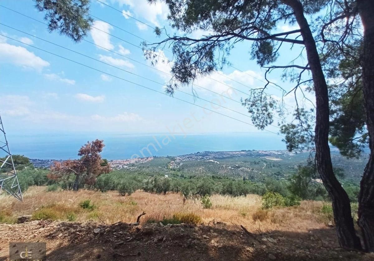 Altınolukta Panaromik Zeytinlik - Görsel 11