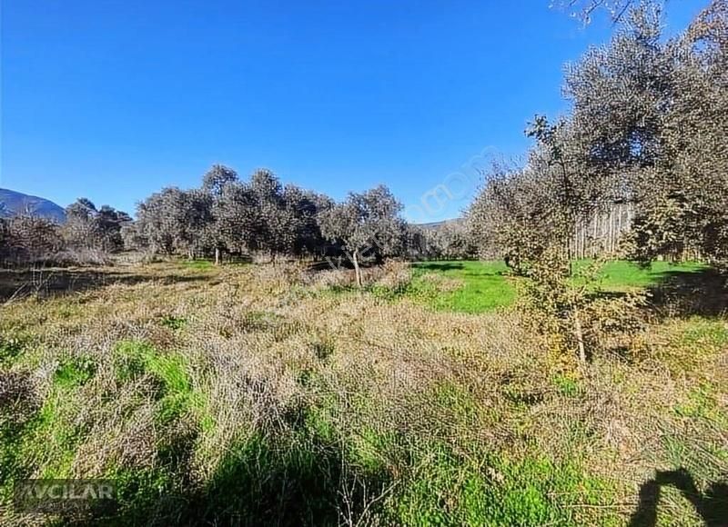 Acil!! Milas Eğridere'de Yolu Olan Satılık 1080 M2 Tarla