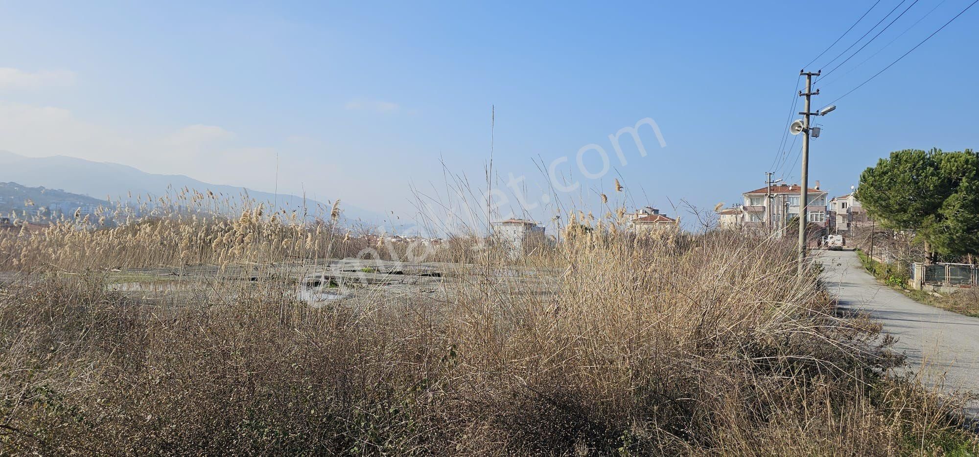 Çınarcık Koruda Full Deniz Manzaralı 4 Dönüm Arsa