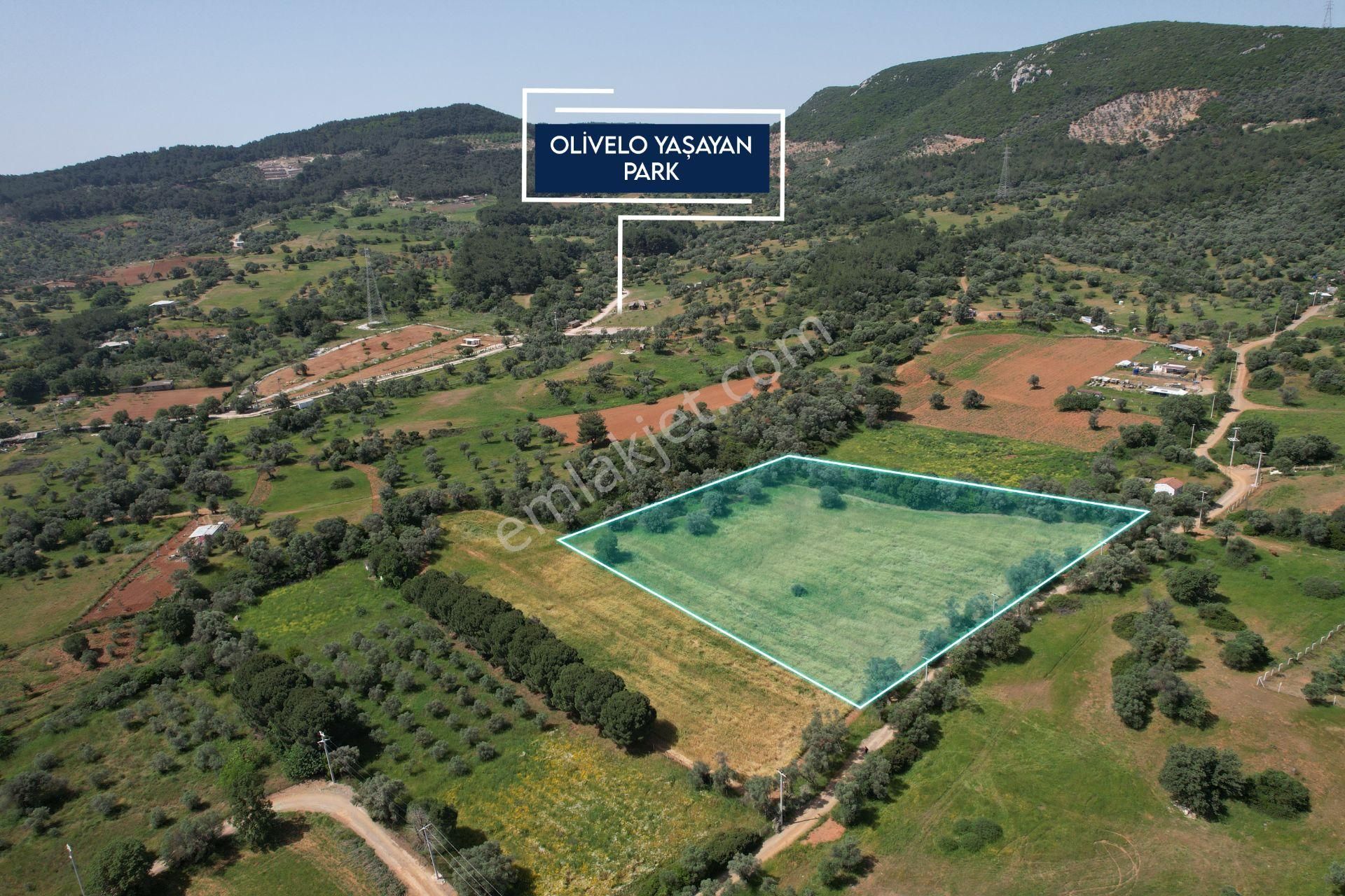 Güzelbahçe Yelki De 9245 M2 Satılık Zeytinli Tarla