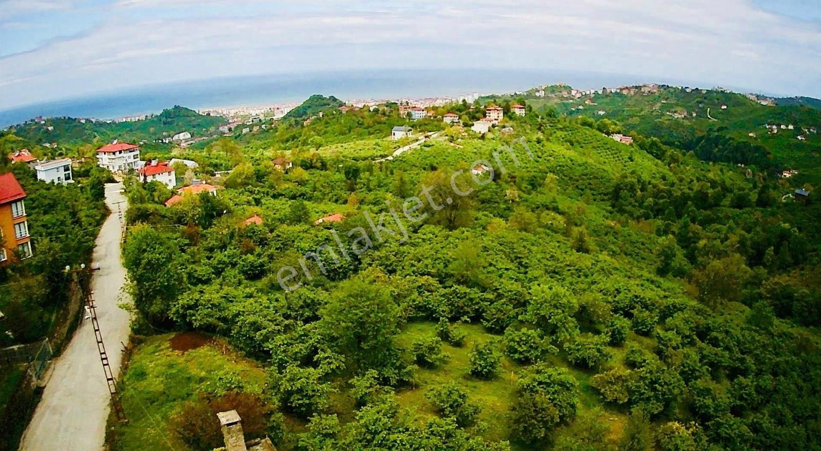 Kızılot Mahallesinde Deniz Manzaralısatılık Arsa//fındık Bahçesi
