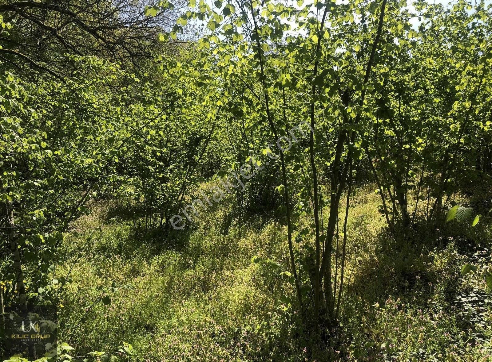 Kandıra Üğümce'de Satılık Fındıklık - Görsel 17