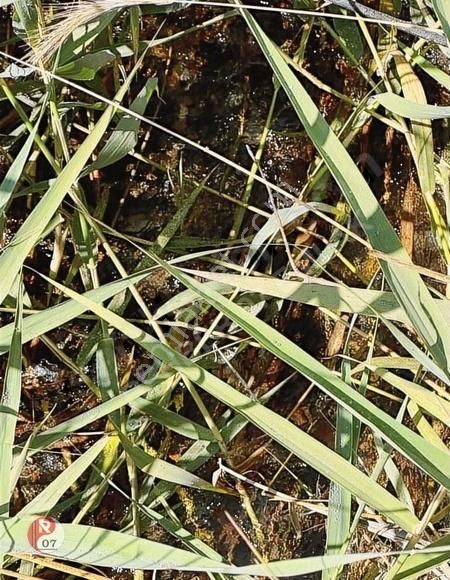 Antalya Korkuteli Yeleme Mahallesi'nde Satılık 1.635m2 Tarla - Görsel 7