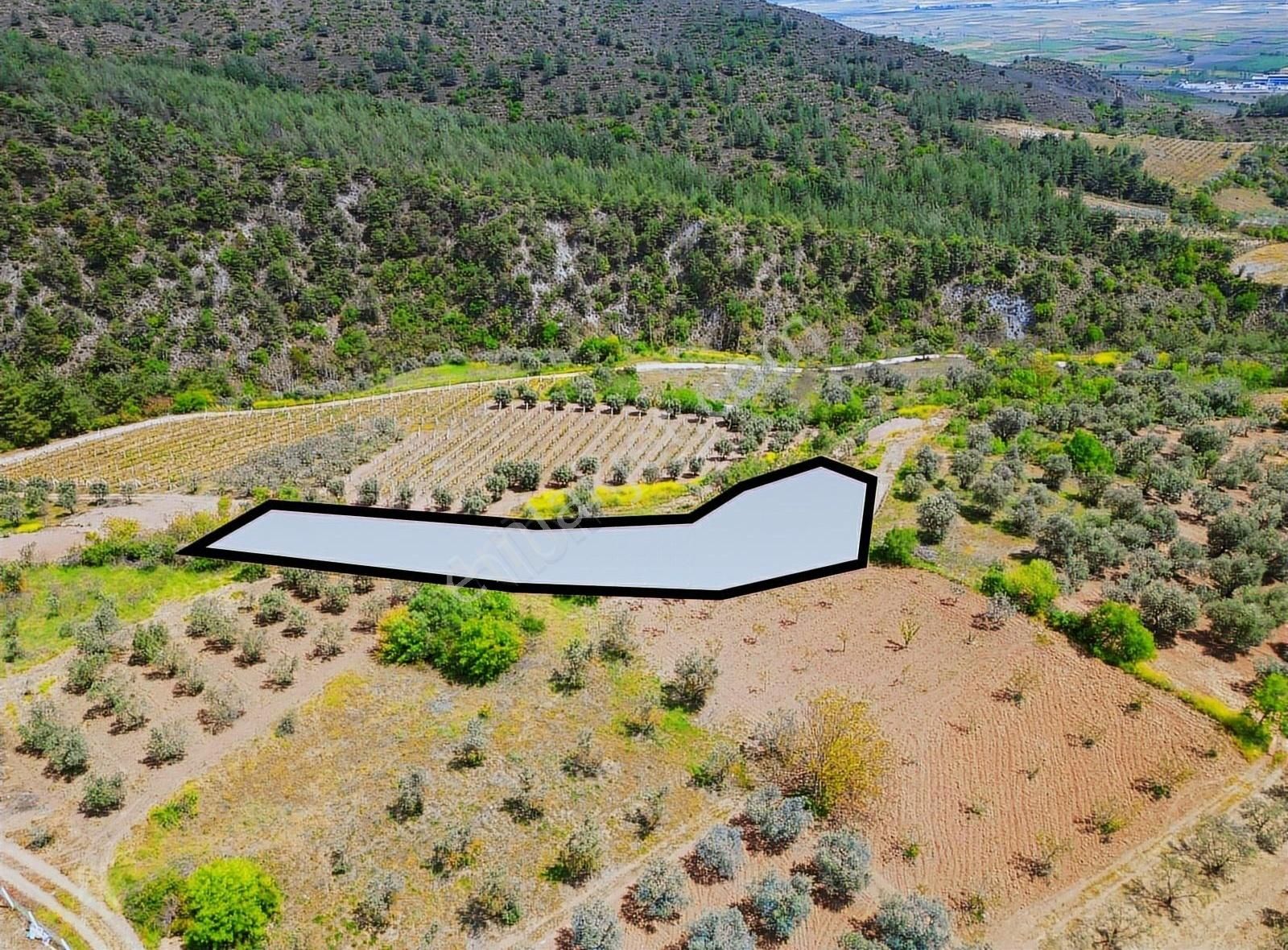 Pınarlı Mahallesinde Huzur Dolu Doğada 2692m² Bağ - Görsel 17