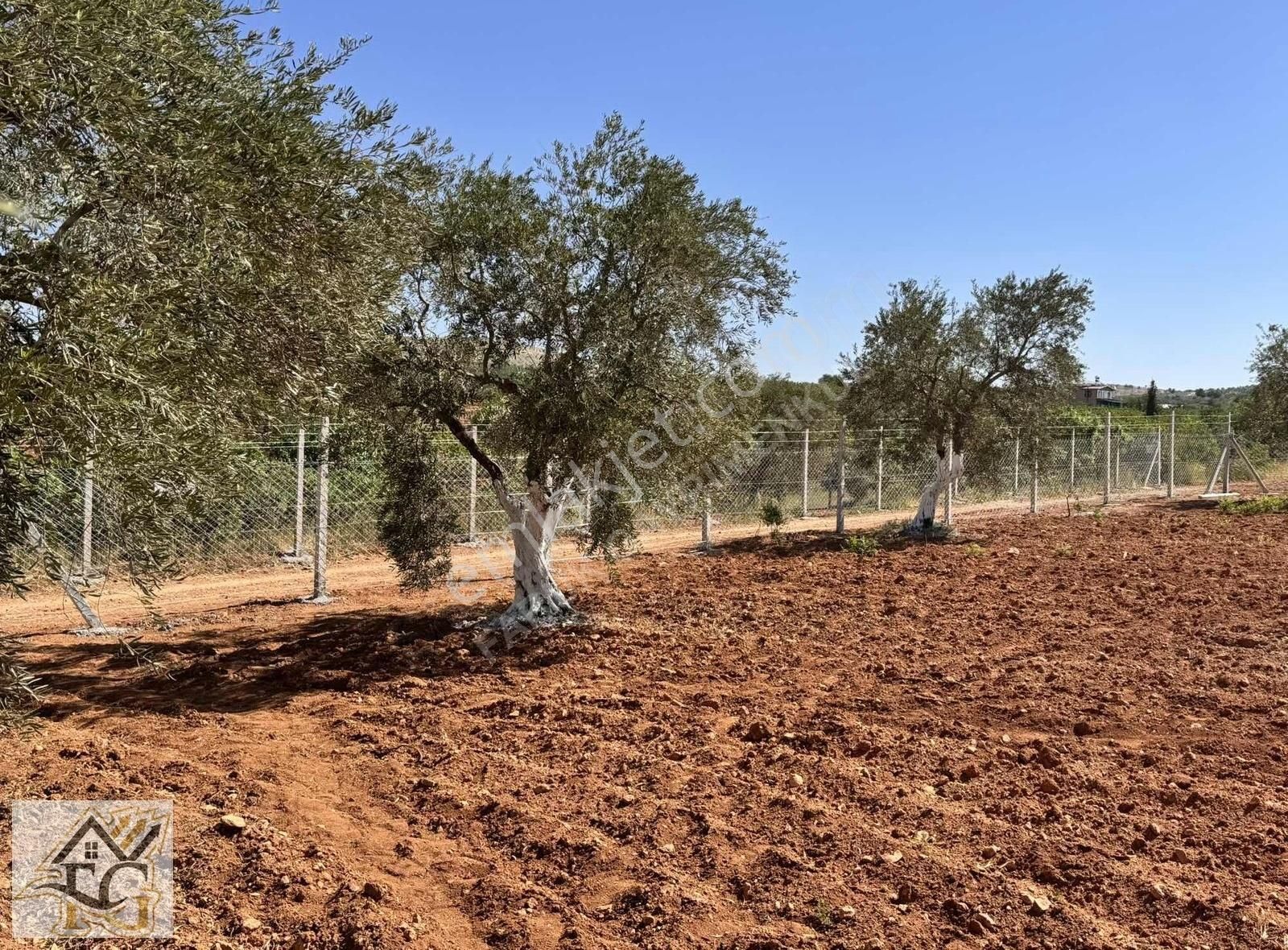 Faruk Emlaktan Satlık 1650 M2 Zeytin Fıstık