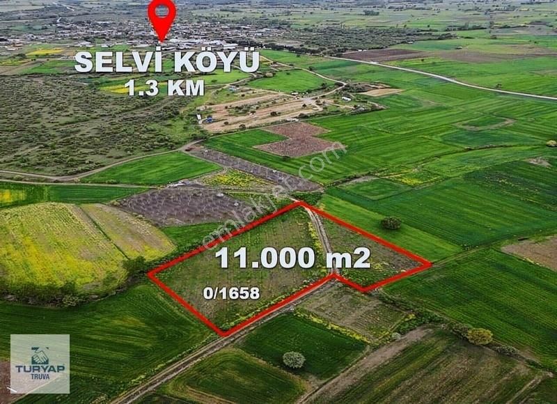 Selvi Köyü'nde Satılık 11 Dönüm Cevizlik