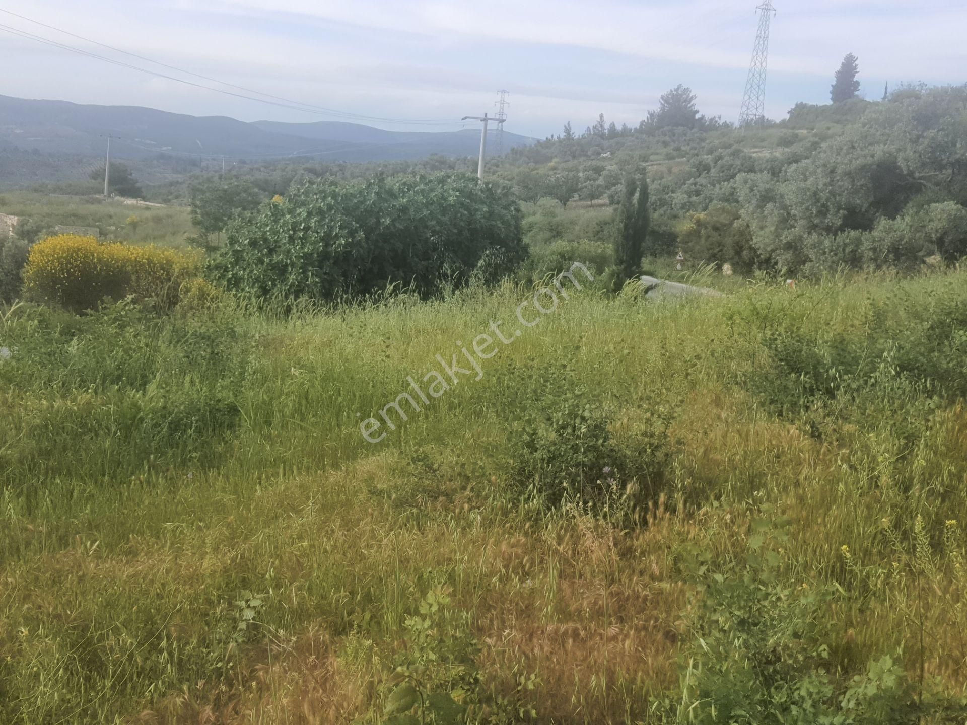 Ana Asfalta Cephelifull Deniz Manzaralı Tarla