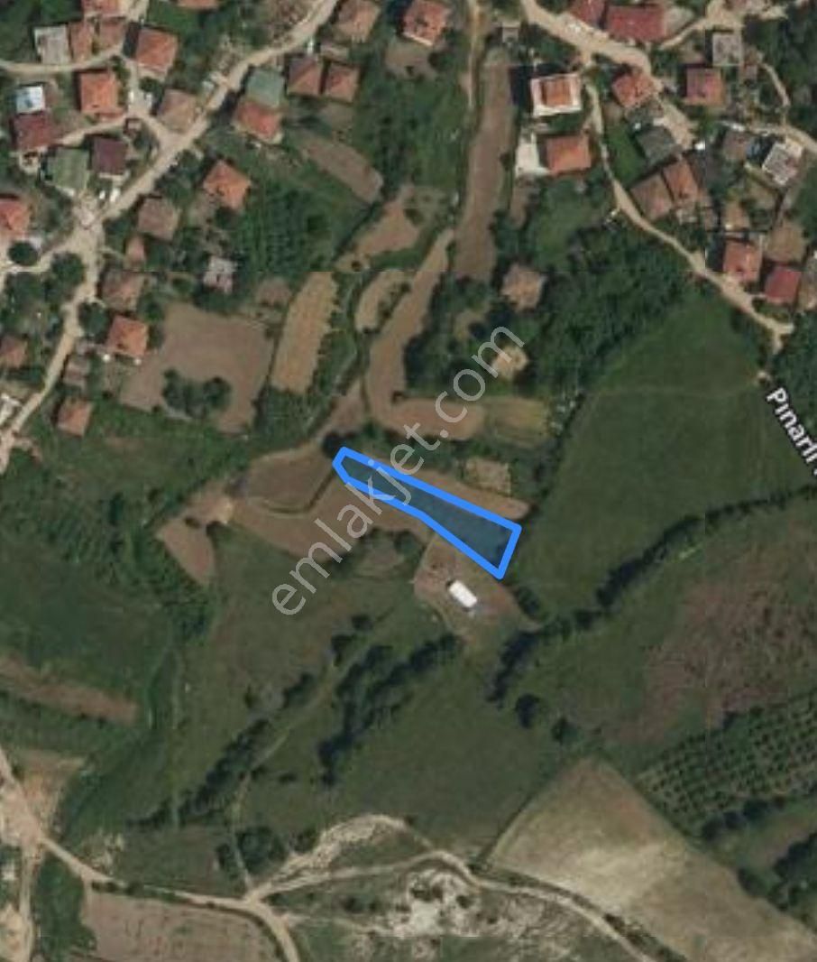 Pınarlı'da Köyün İçinde