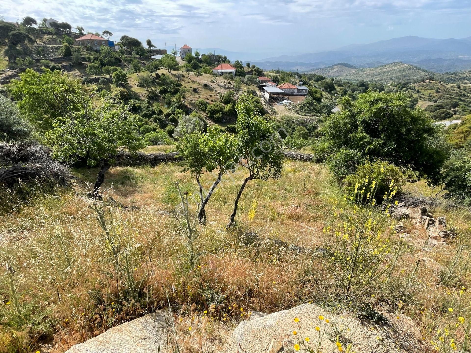 Koçarlı Karaağaçta Köyiçi, Resmi Yolu Olan Tarla - Görsel 12