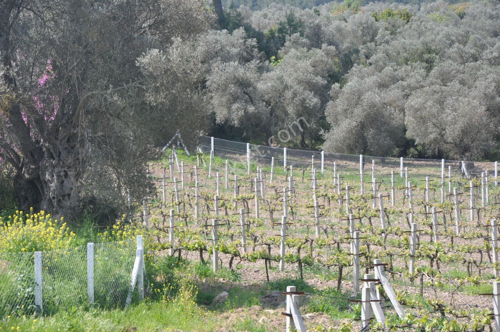 Kuşadası Kirazlı Köyünde Yatırımlık Tarla