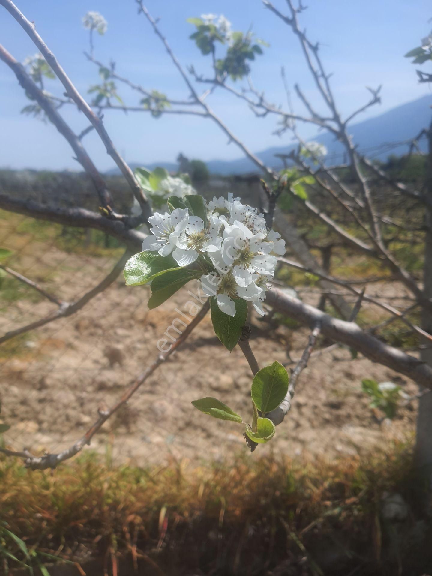 Kirazlı Köyü'nde Hem Yatırım Hem Yaşam