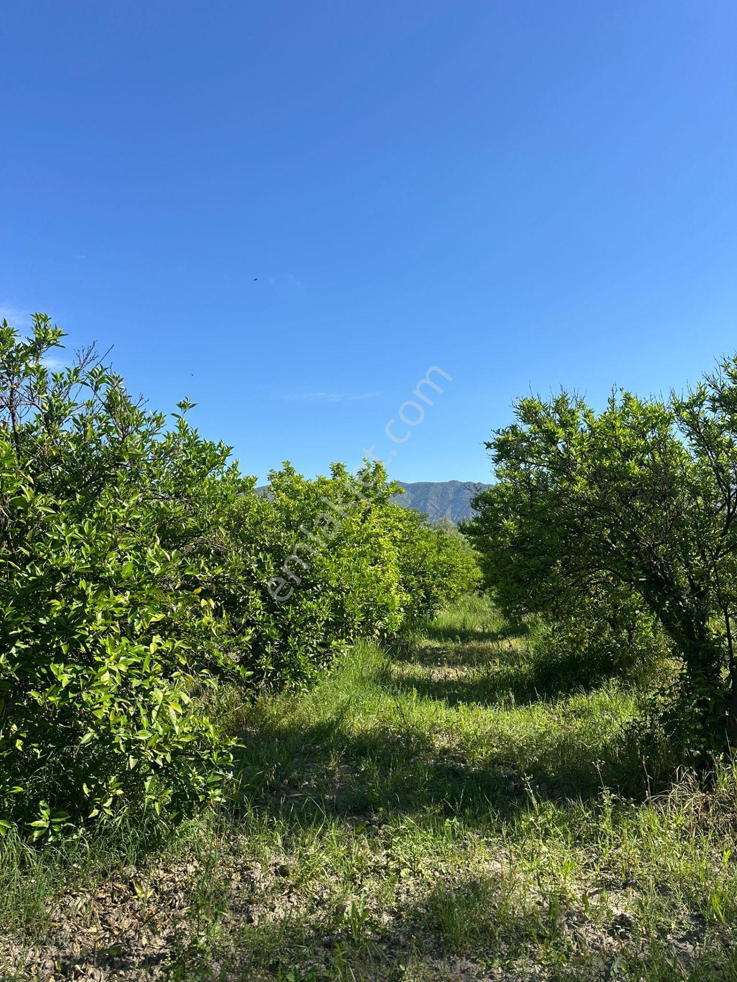 Köyceğiz De Göle Yakın 2650 M2 Tarla Satılık - Görsel 5