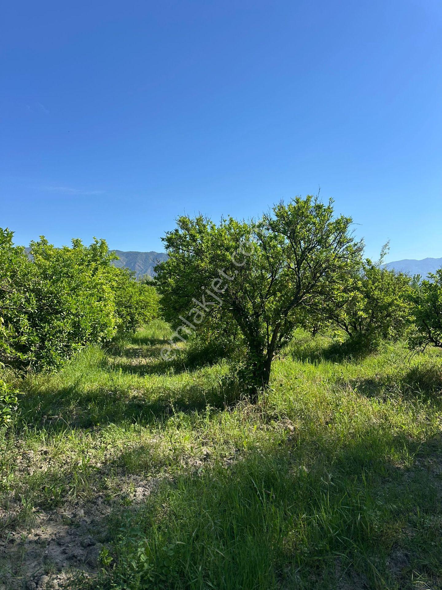 Köyceğiz De Göle Yakın 2650 M2 Tarla Satılık - Görsel 9