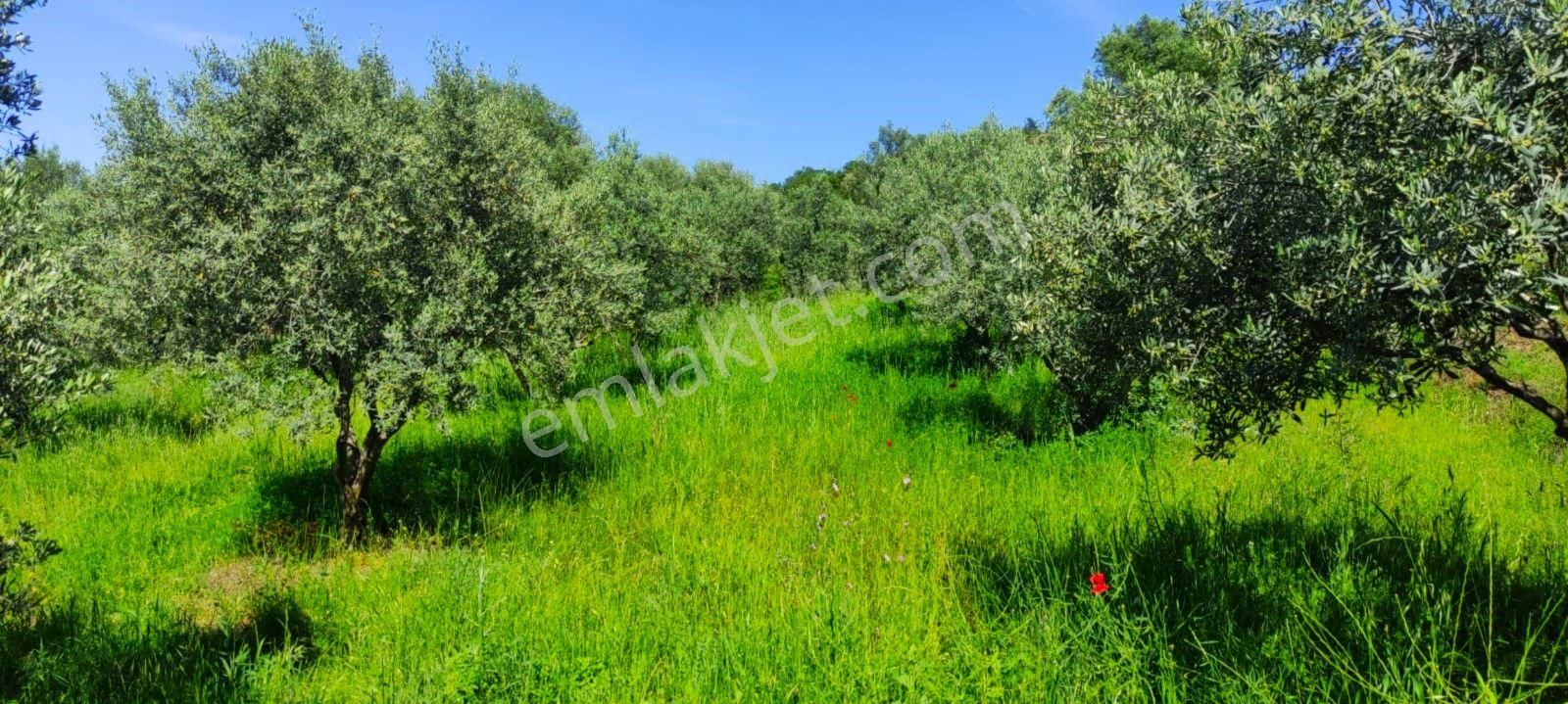 Salihli Gökköy'de Satılık 2823 M2 Zeytinlik