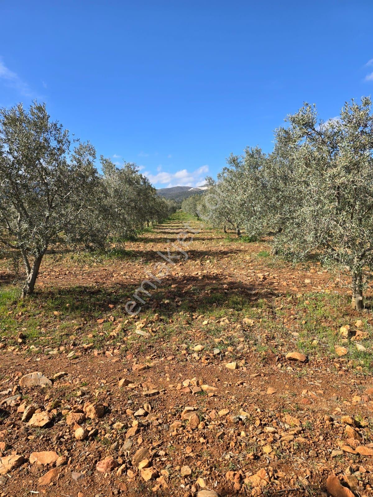 Aydın Karacasu Da Satılık Zeytinlik 13.500bintl