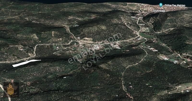 Bursa İli Mudanya İlçesi Talatbey'de Satılık 4.784 M2 Zeytinlik