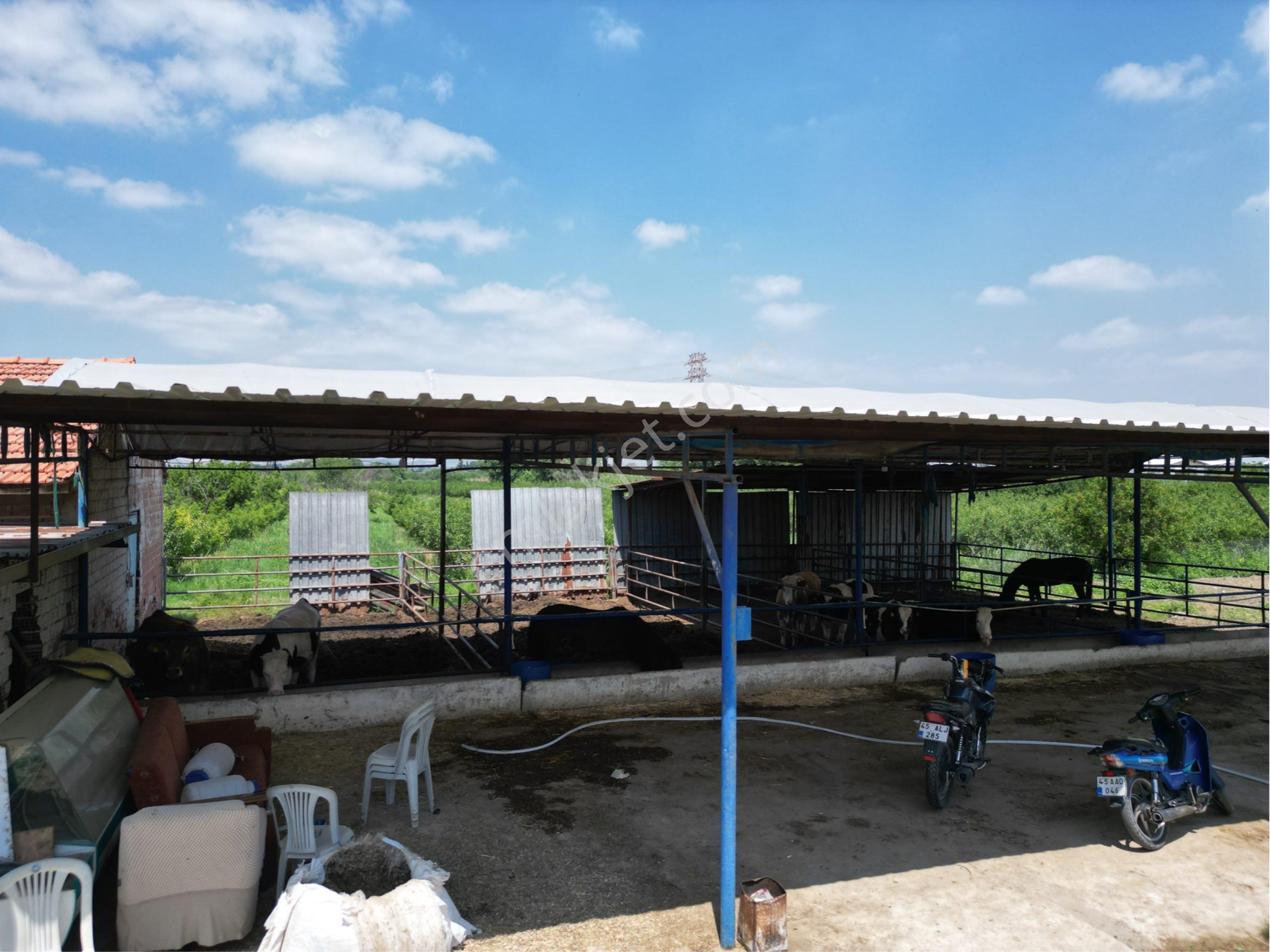 Beyaz Gayrımenkulden Turgutlu 10 Cu Mıntıkada 3 Dönüm Çiftlik - Görsel 5
