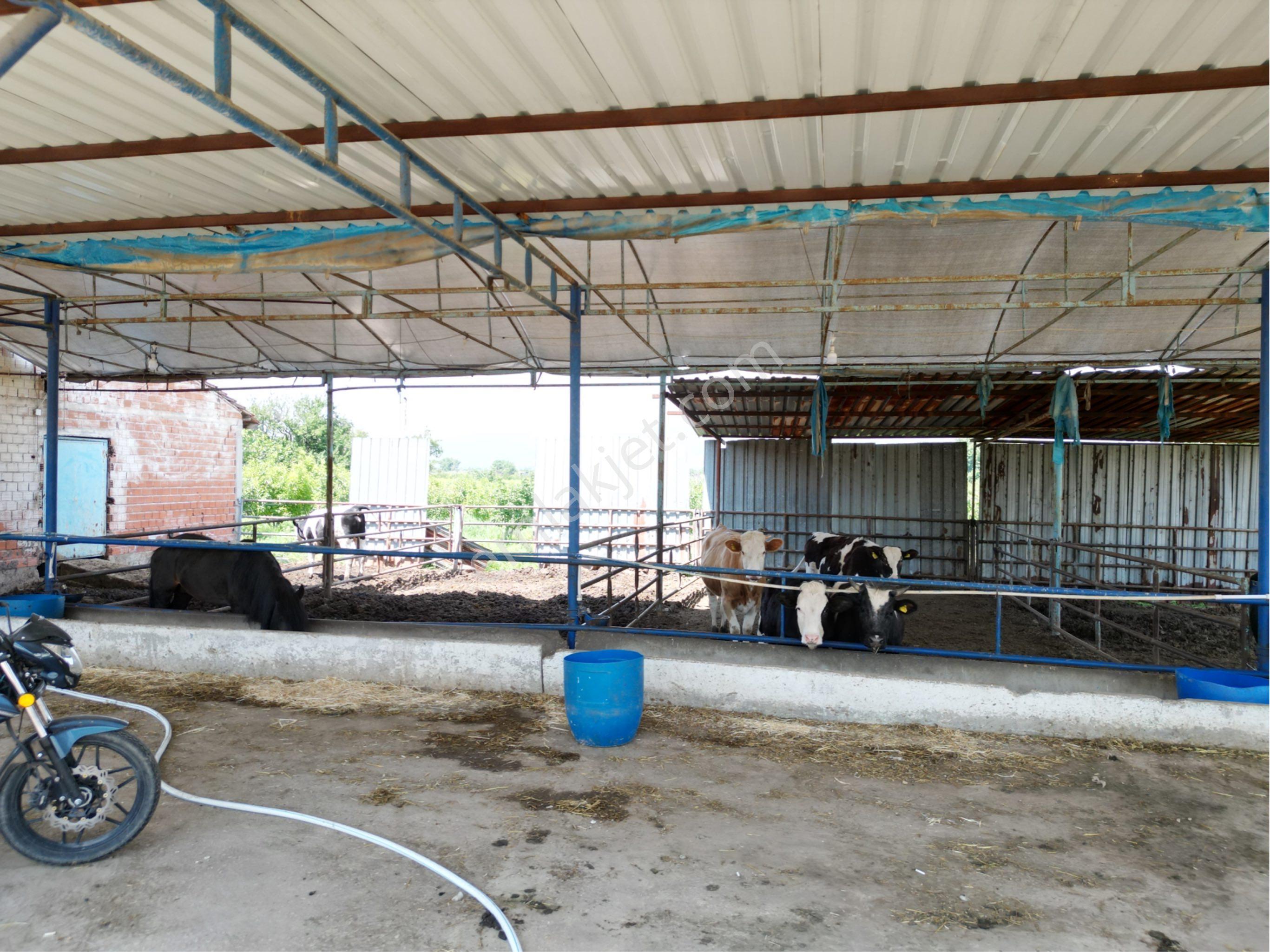Beyaz Gayrımenkulden Turgutlu 10 Cu Mıntıkada 3 Dönüm Çiftlik - Görsel 16