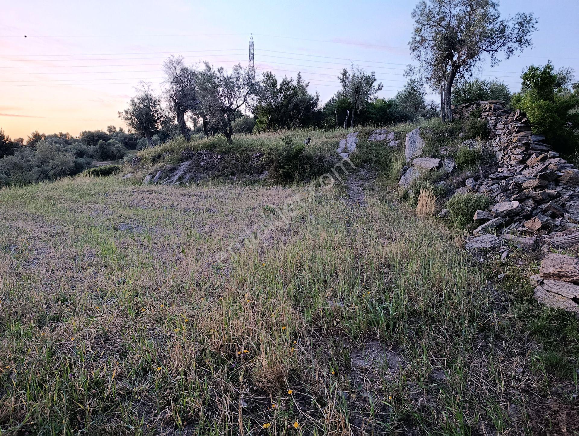 Milas Çiftlik'te Yola Sıfır Z.tarla - Görsel 3